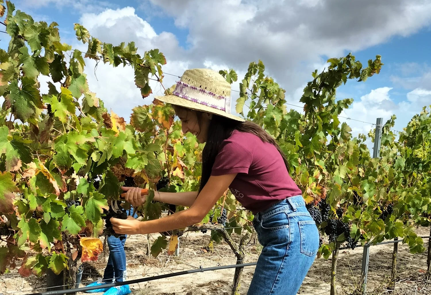 Vinhos Franco – Programa de Vindima