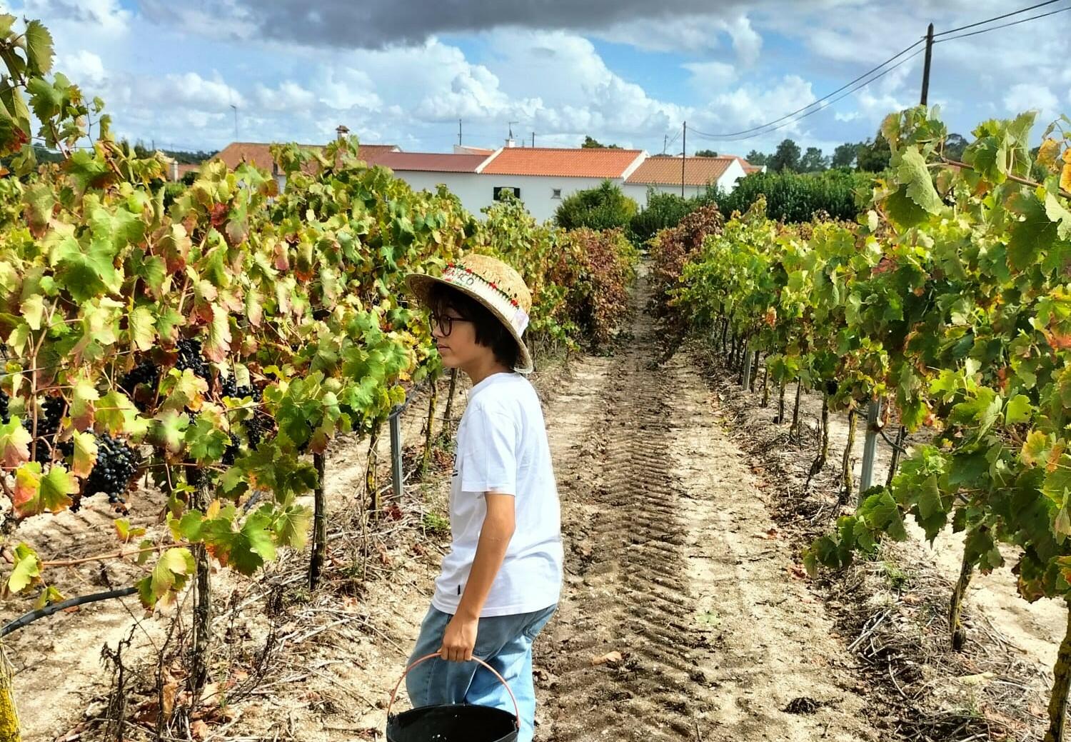 Vinhos Franco – Programa de Vindima