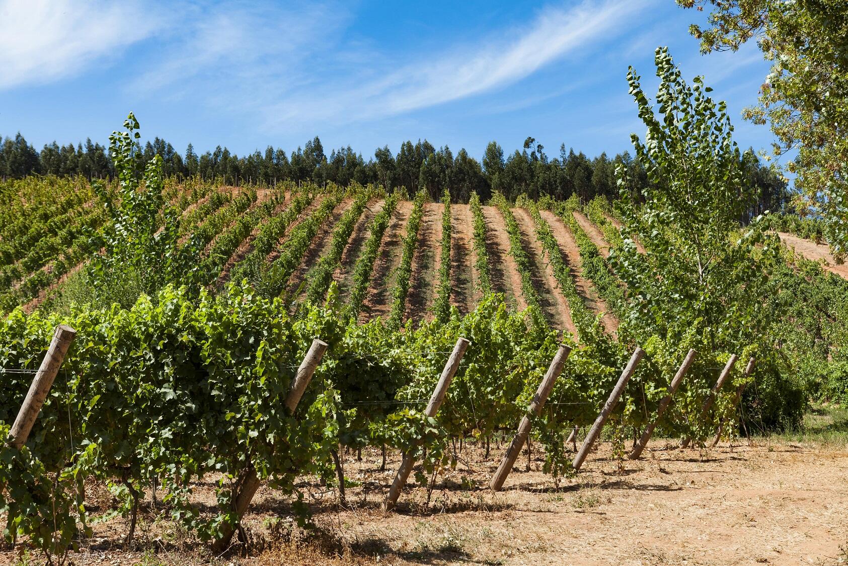 Quinta do Porto Nogueira – Visita & Prova 3 Vinhos