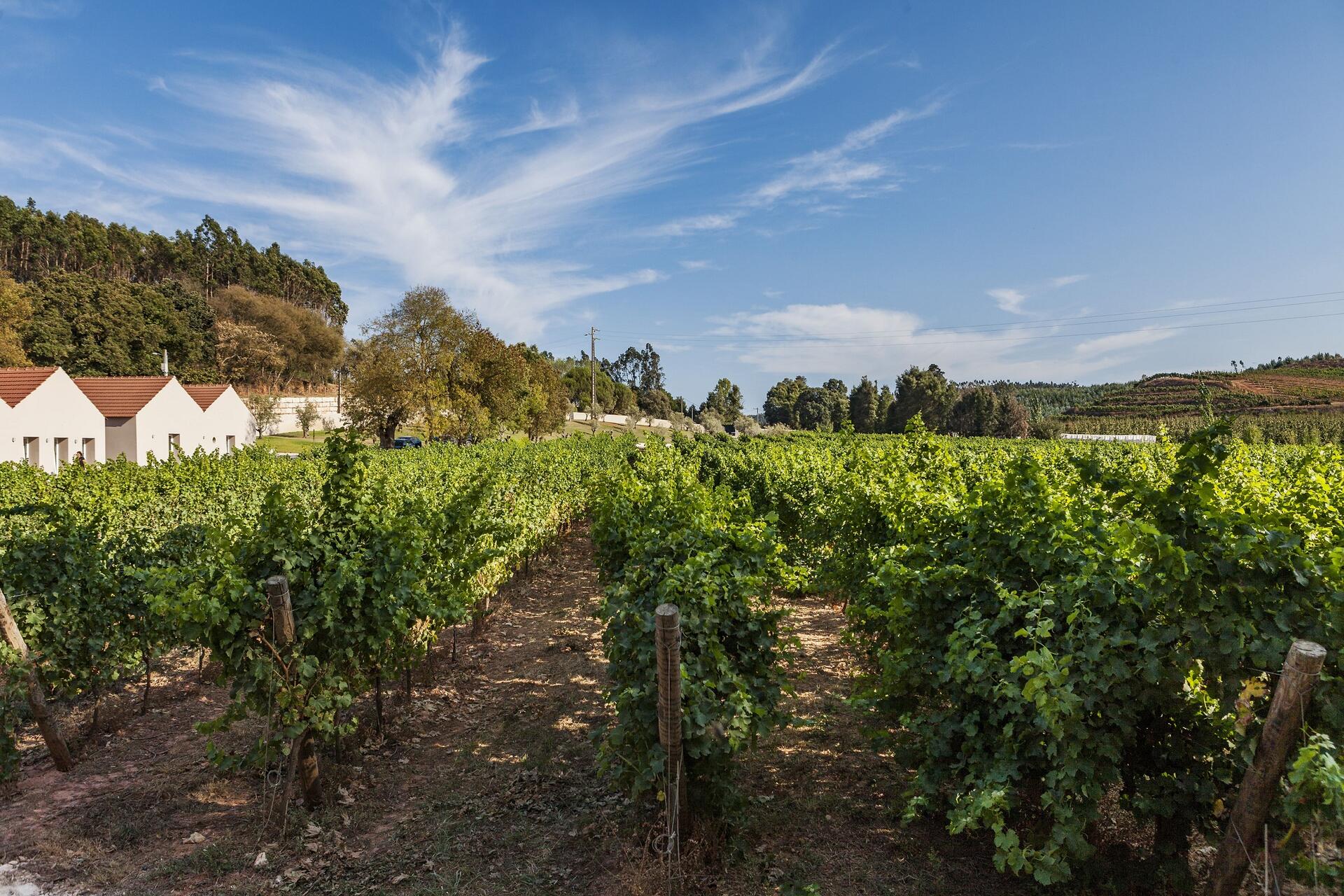 Quinta do Porto Nogueira – Visita & Prova 3 Vinhos