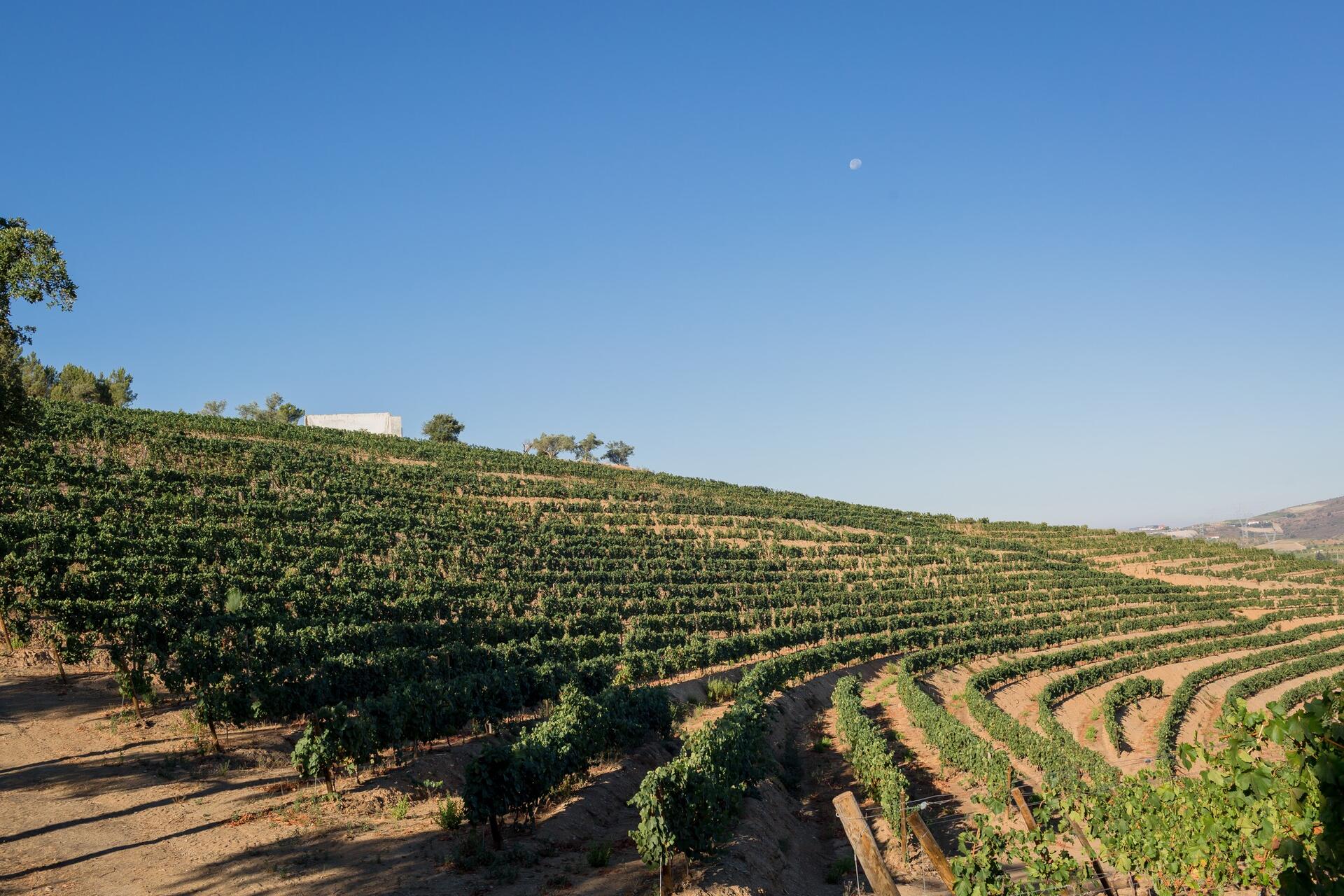 Quevedo – Visita & Prova Portos Envelhecidos