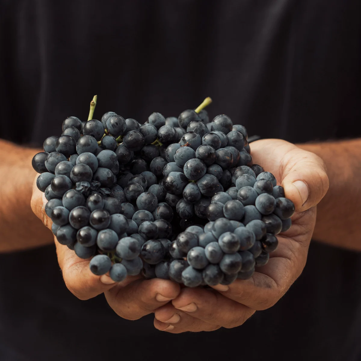 Quinta Nova – Um Dia na Vindima