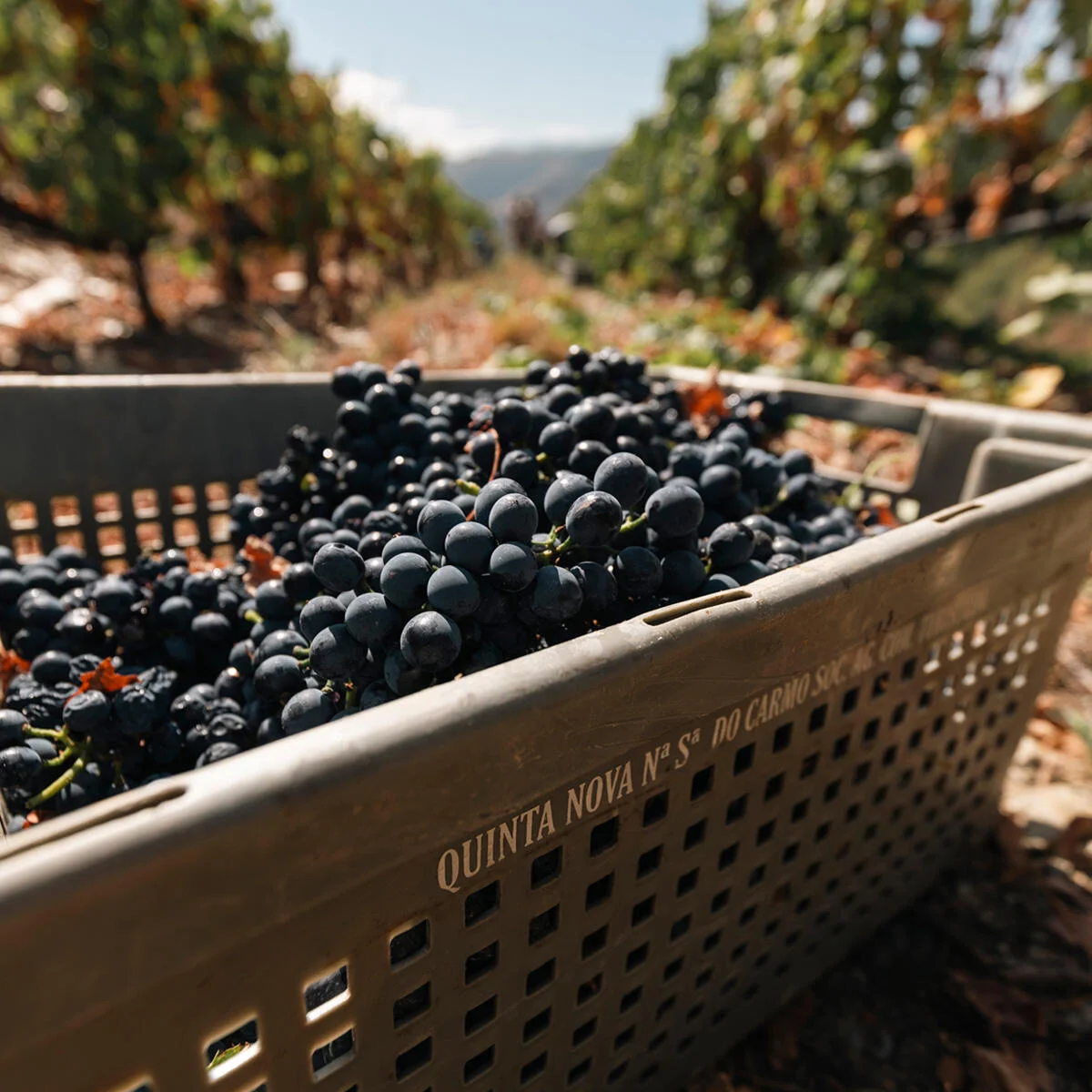 Quinta Nova – Um Dia na Vindima
