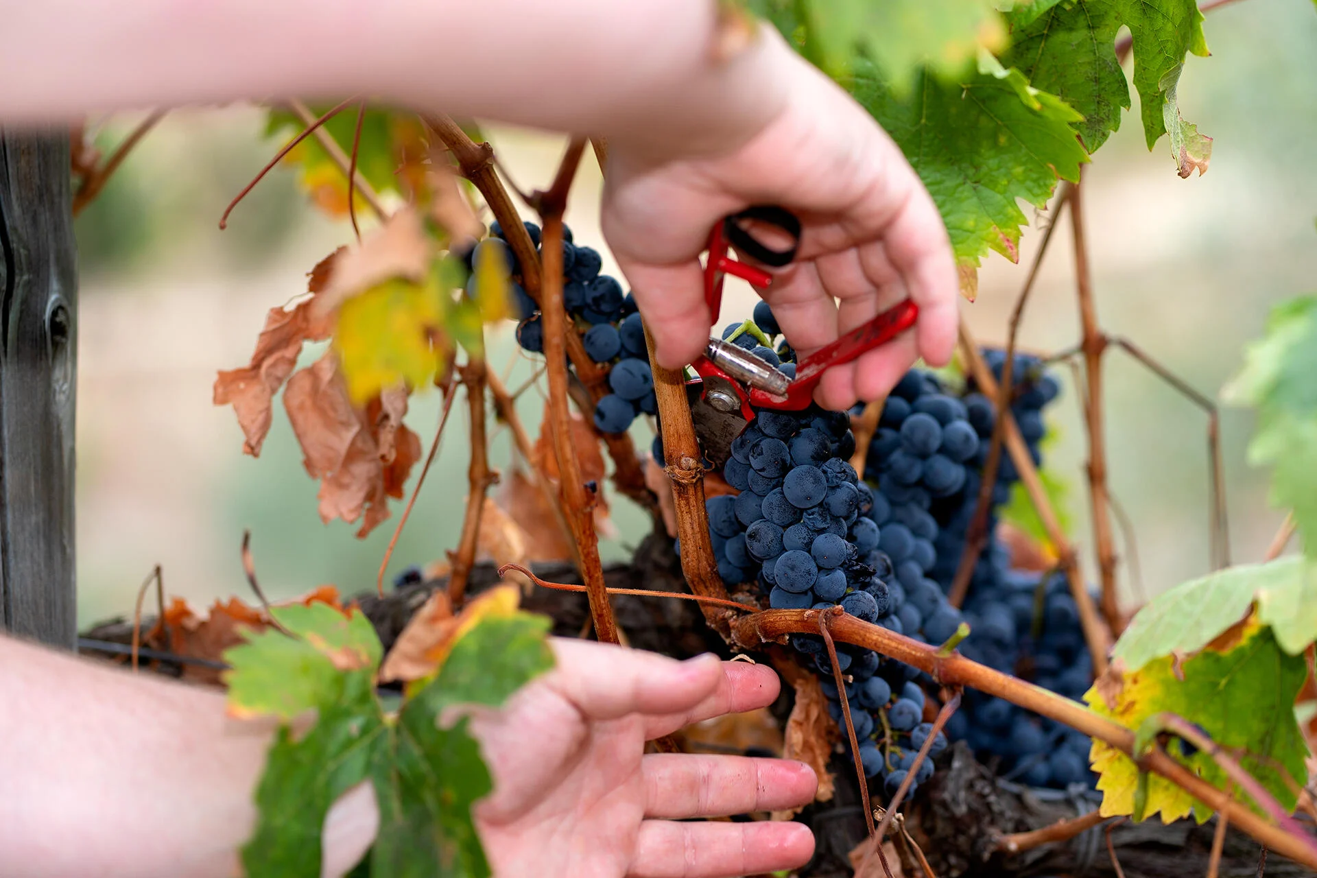 Quinta Nova – Um Dia na Vindima