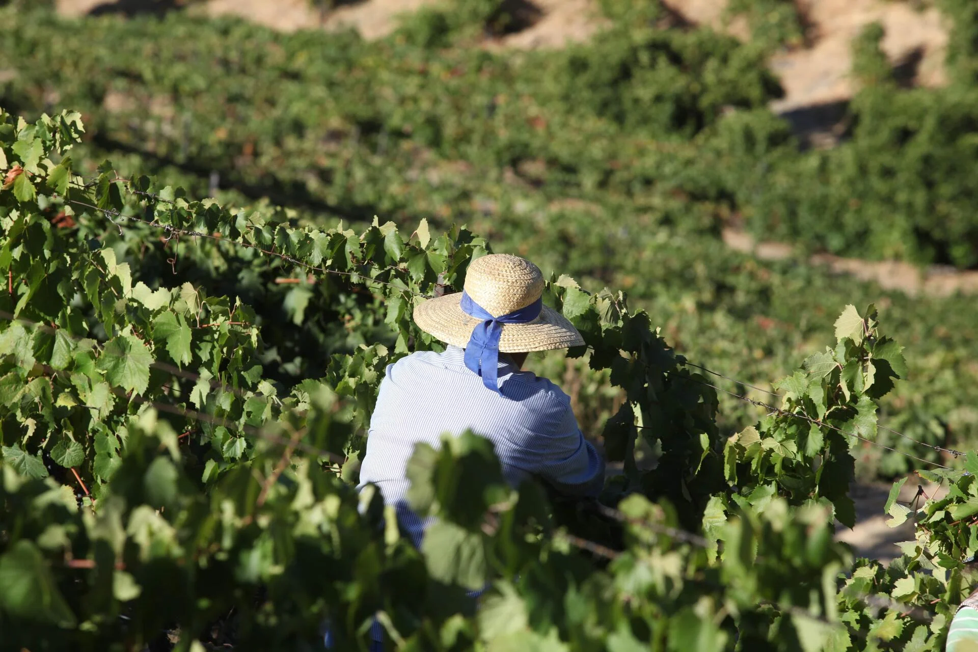 Quinta Nova – Um Dia na Vindima