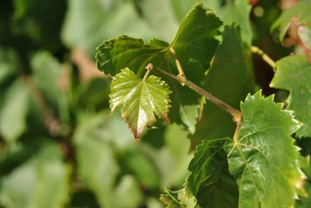 Tiago Cabaço Winery – Visita & Prova Excelência
