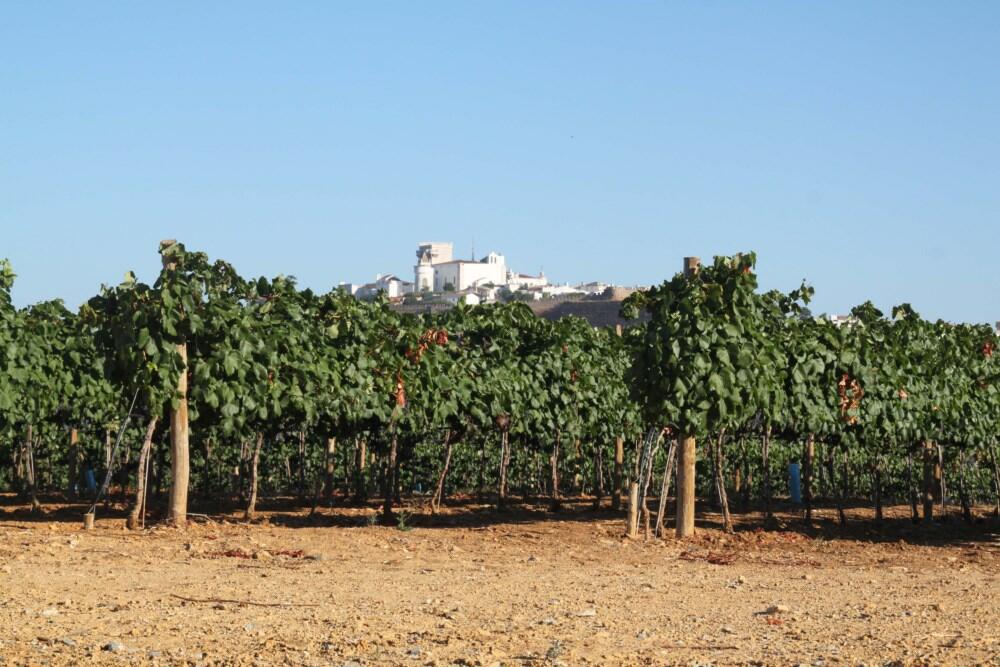 Tiago Cabaço Winery – Visita & Prova Excelência