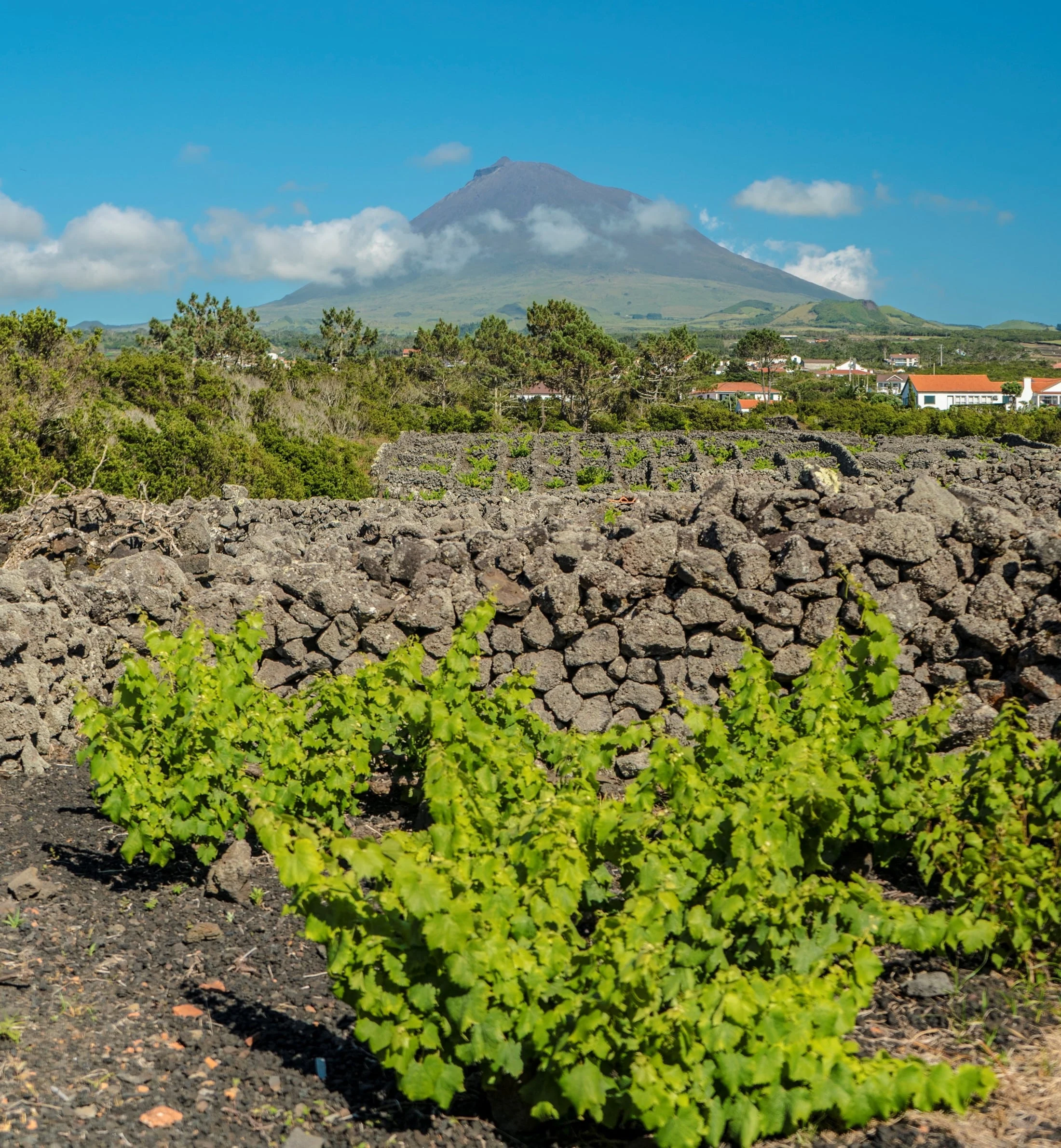 Tour Cultura do Vinho – Meio Dia