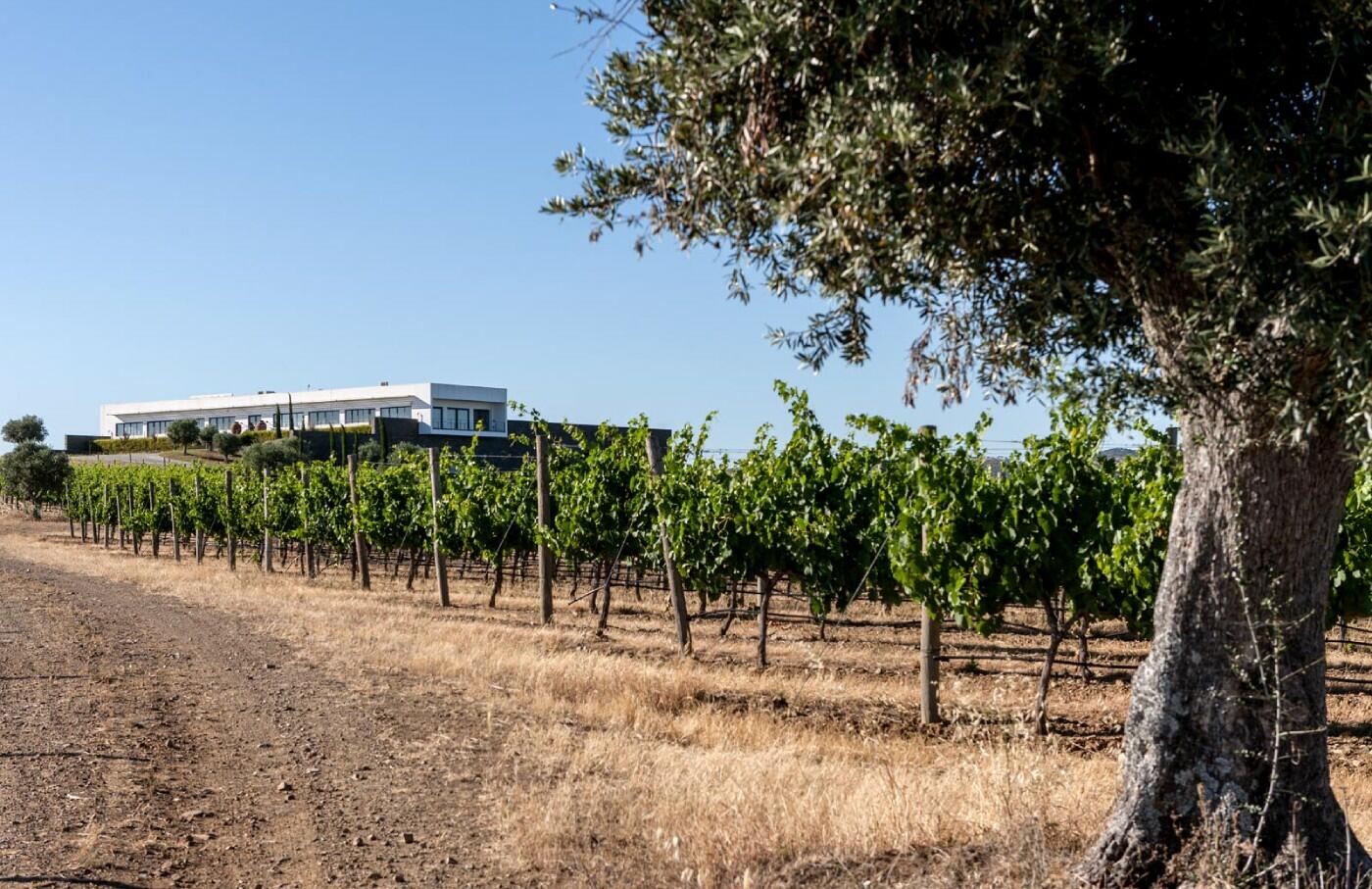 Ribafreixo Wines – Visita & Prova “Terroir”