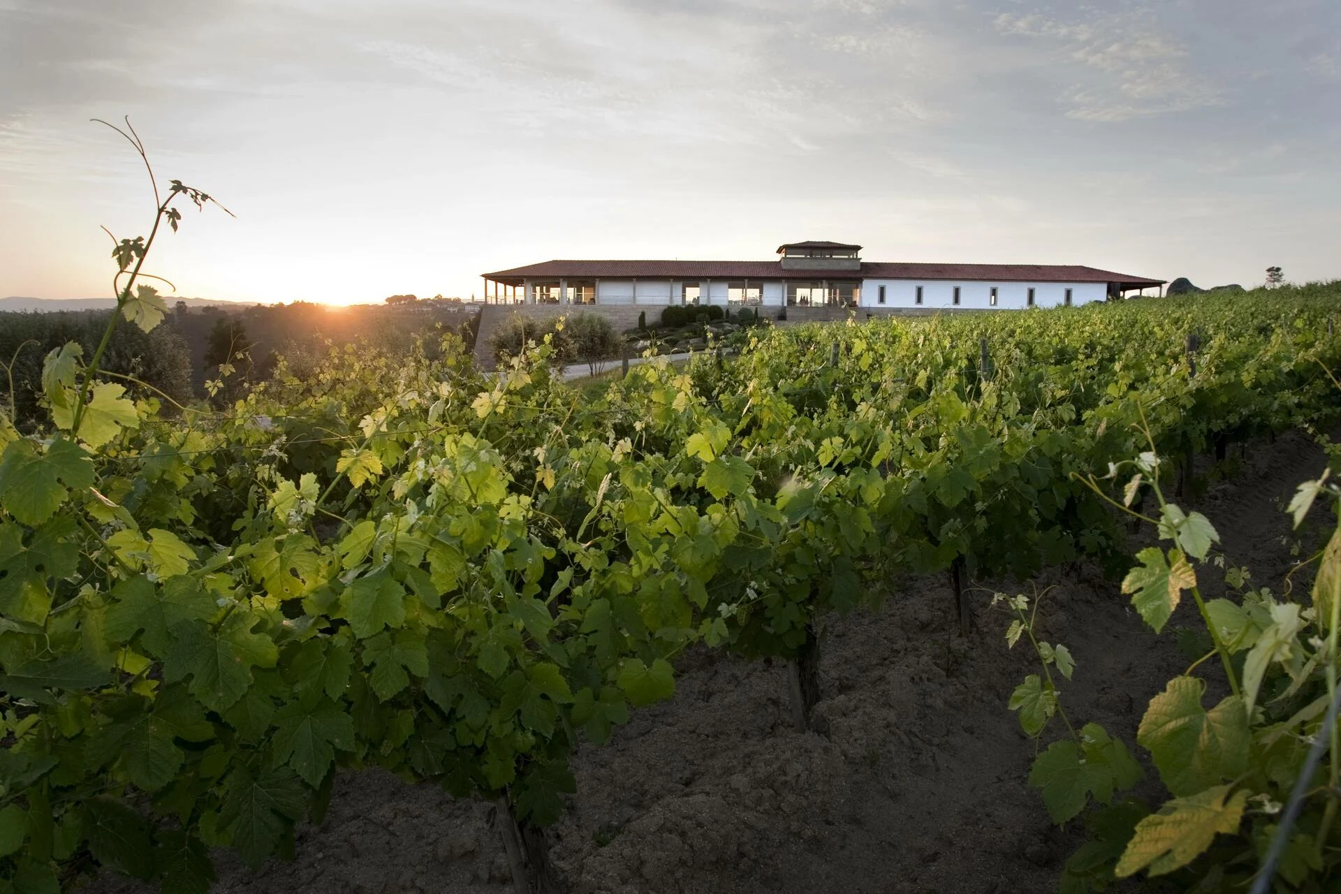 Quinta de Lemos – Visita, Prova & Almoço