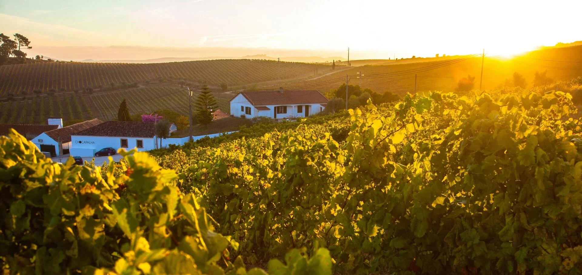 A Sommelier-Led Day in Lisbon Wine Region