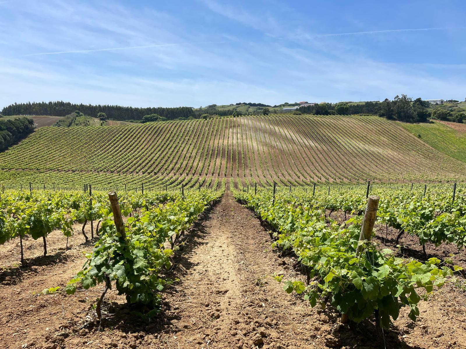 Adega D’Arrocha – Prova Winemaker’s Selection