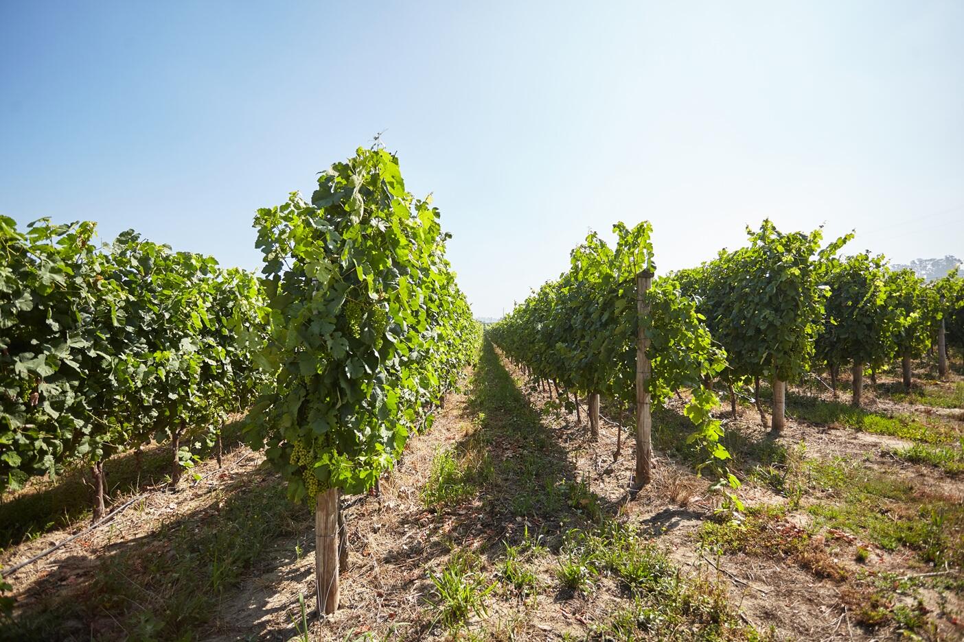 Tour Privado Vinhos Verdes