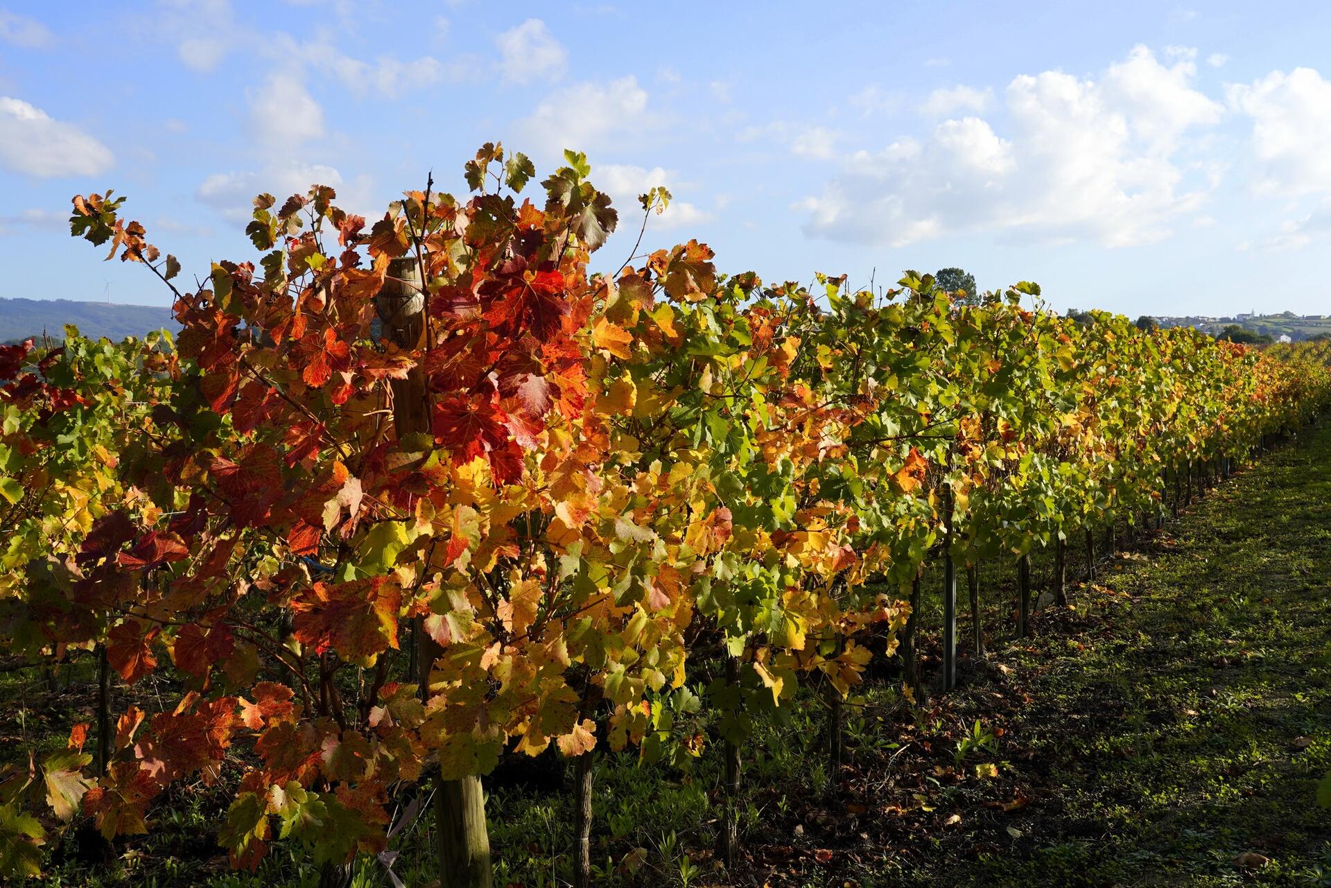 Quinta dos Capuchos – Tour MonteCapucho