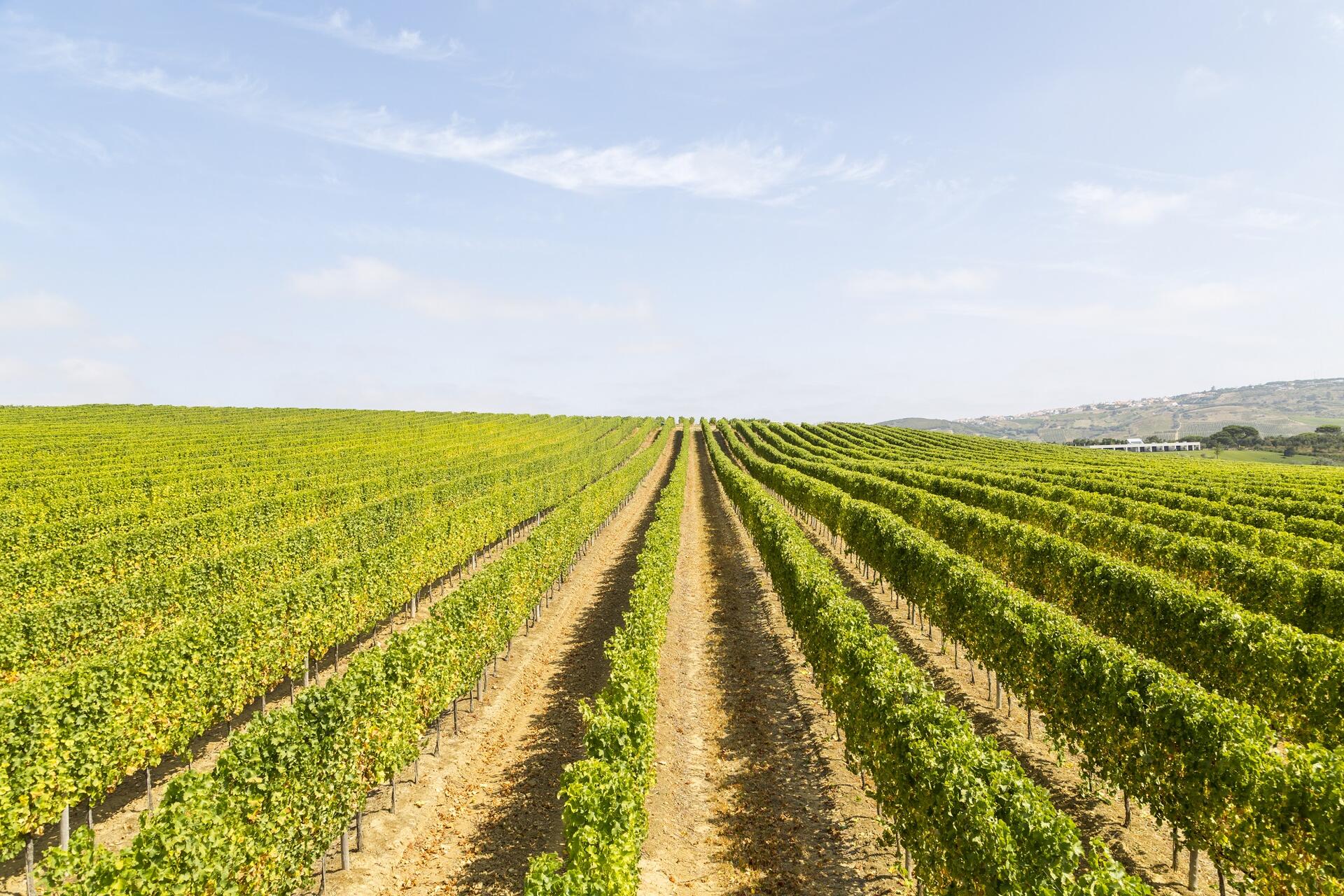 Rota Atlântica dos Vinhos de Lisboa
