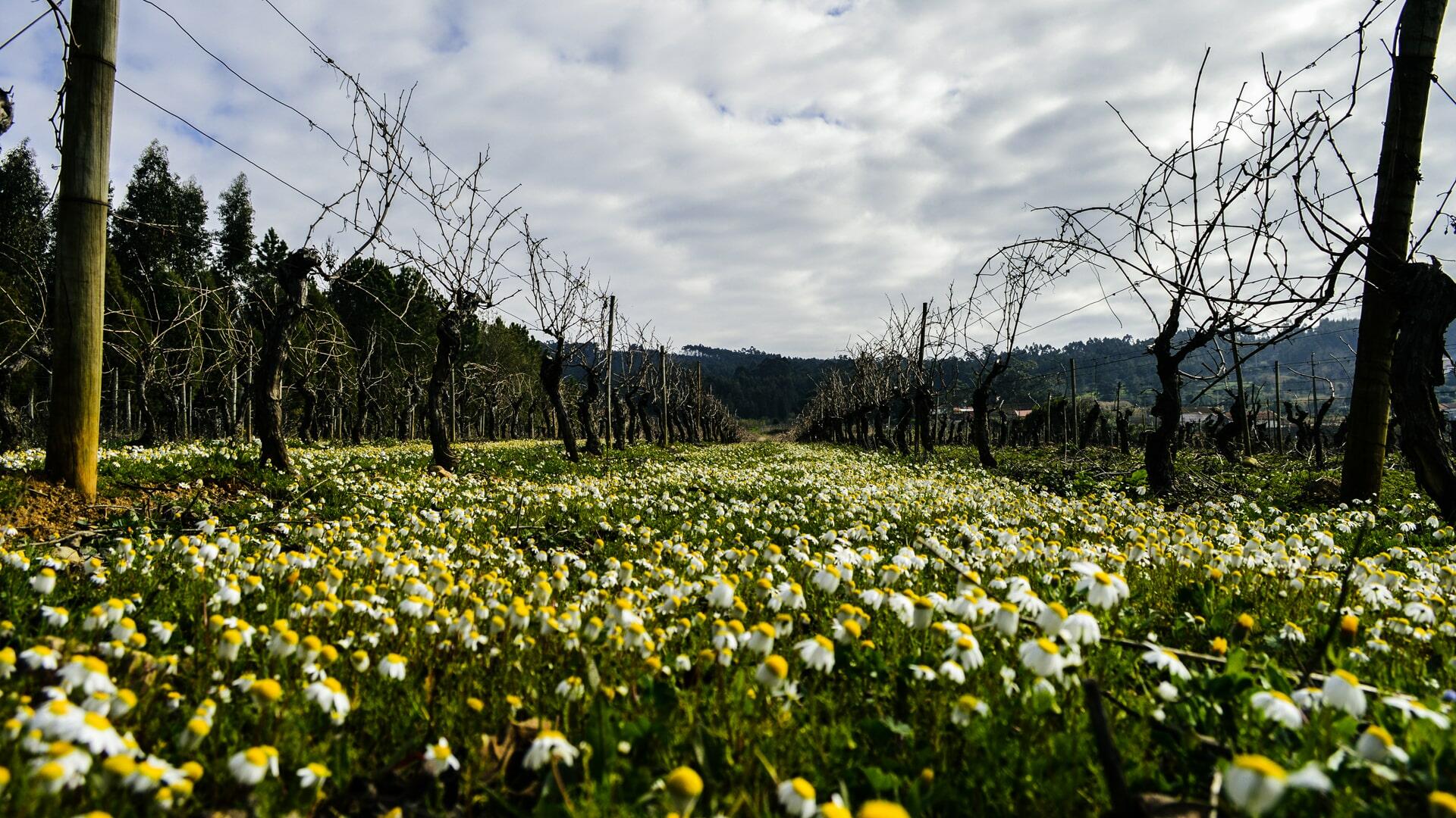 PRIOR LUCAS – Wine Experience