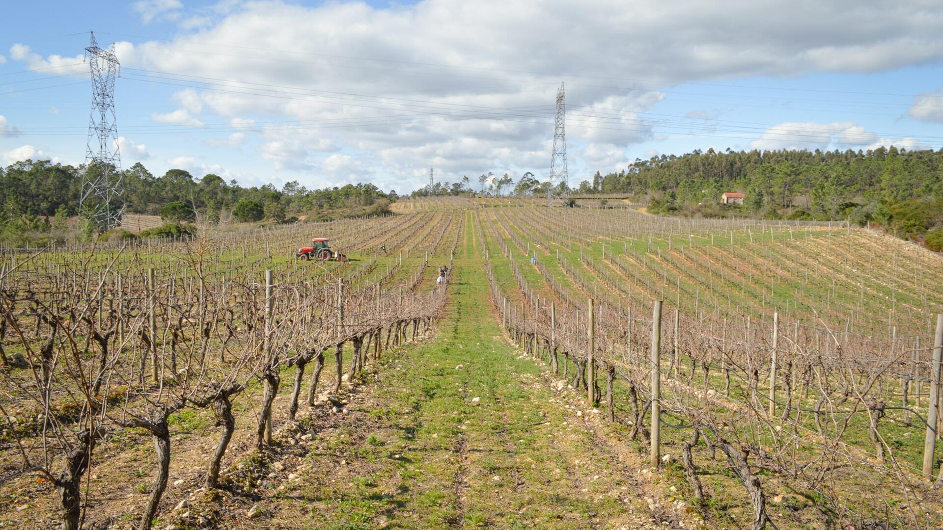 PRIOR LUCAS – Experiência Gastronômica na Vinha