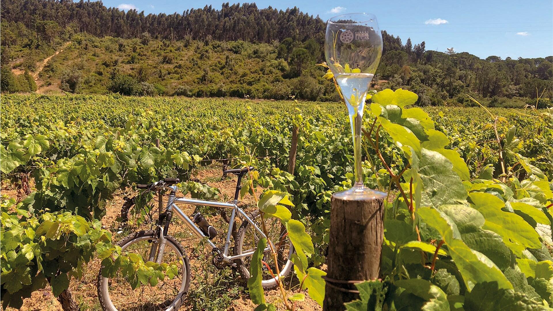 PRIOR LUCAS – Experiência Gastronômica na Vinha