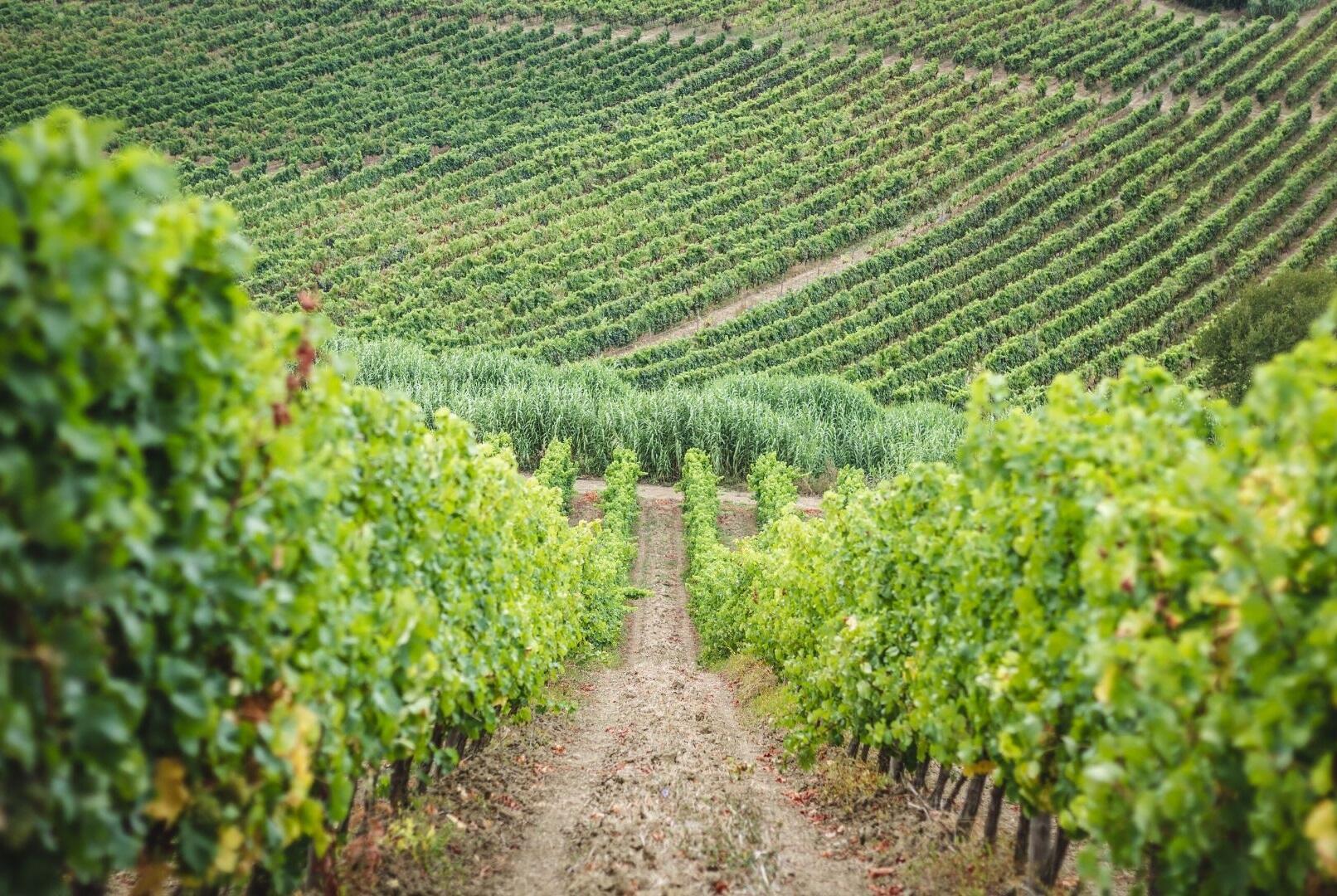 Casa Santos Lima – Visita & Prova Terroir