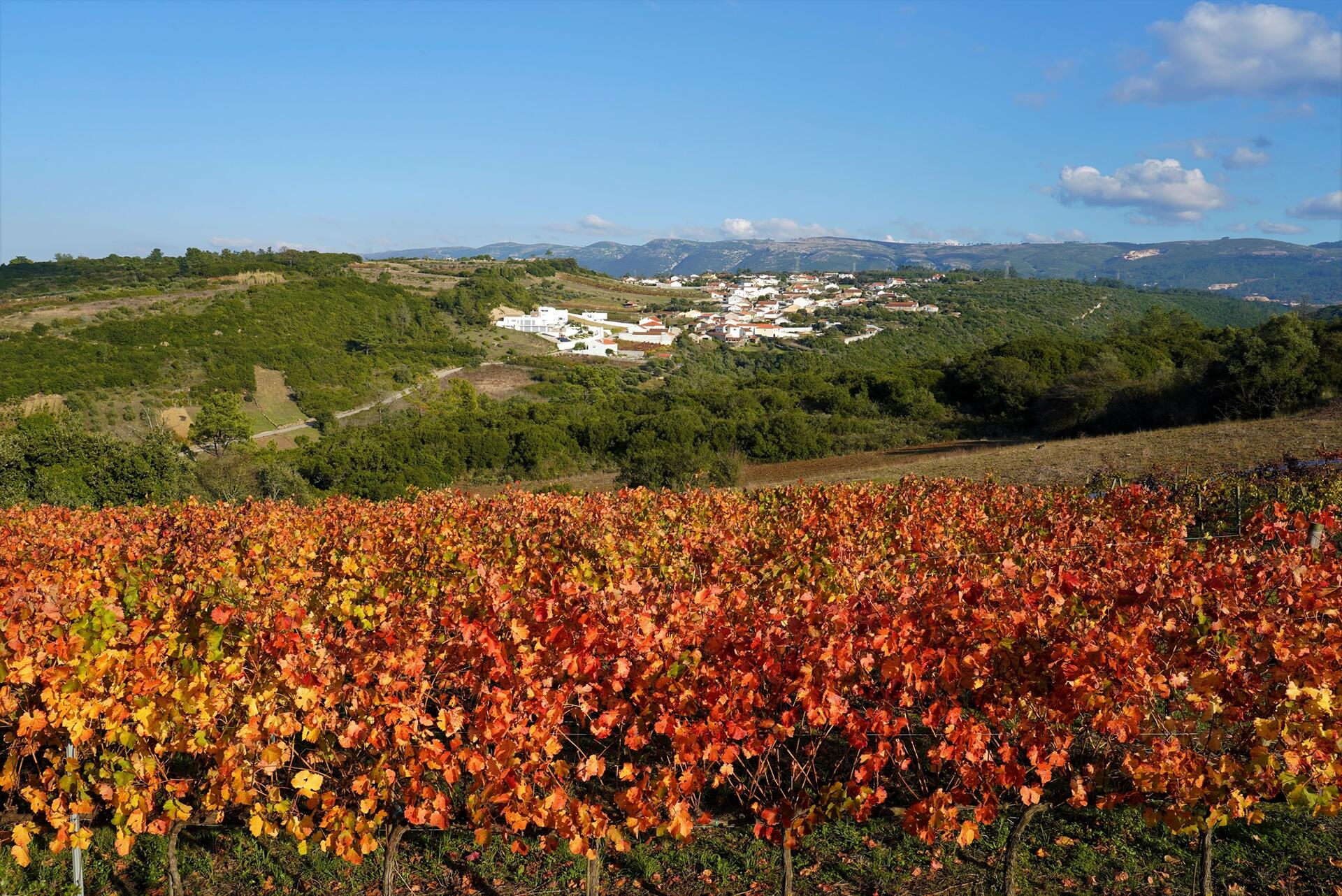 Quinta dos Capuchos – Tour Elite