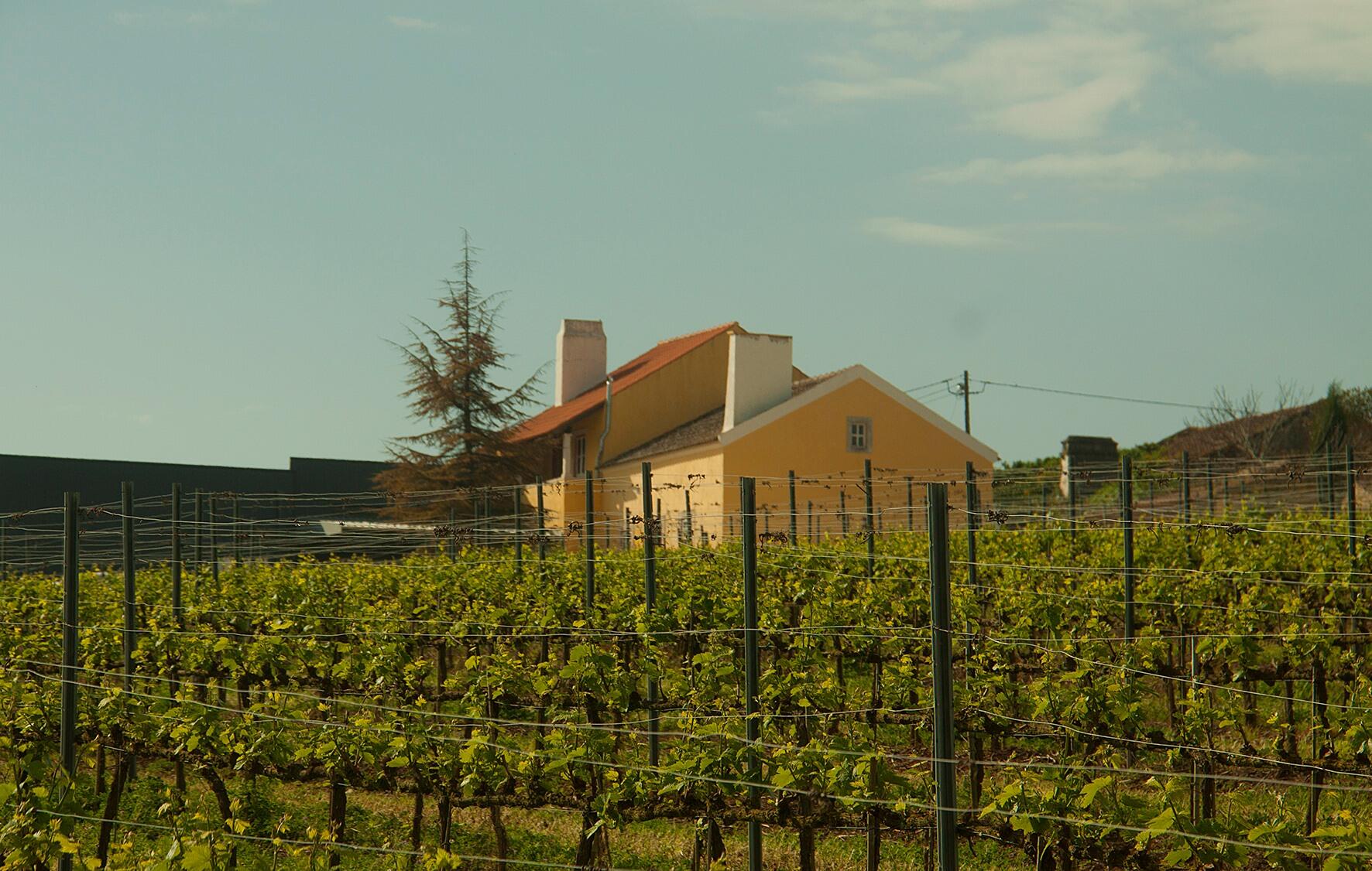 Quinta dos Capuchos – Tour Elite