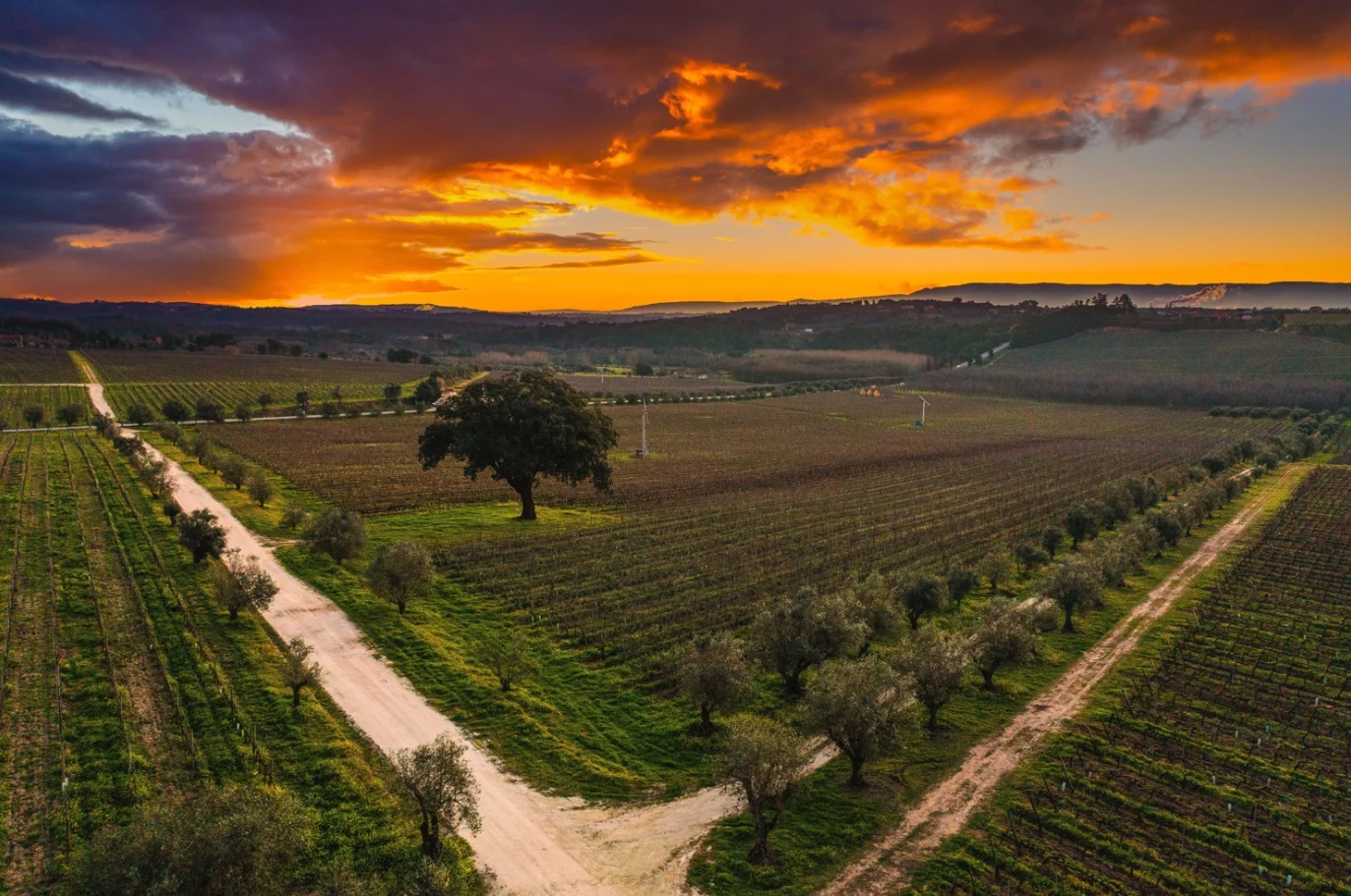 19|90 Wine Center Santar – Santar Premium