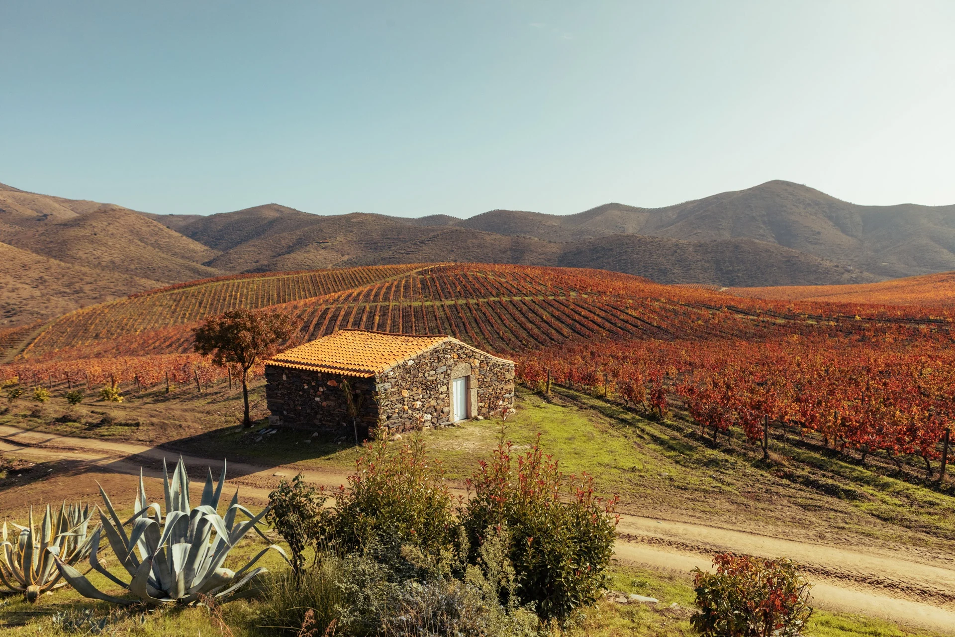 Quinta de Ervamoira – Visita & Prova Beginner