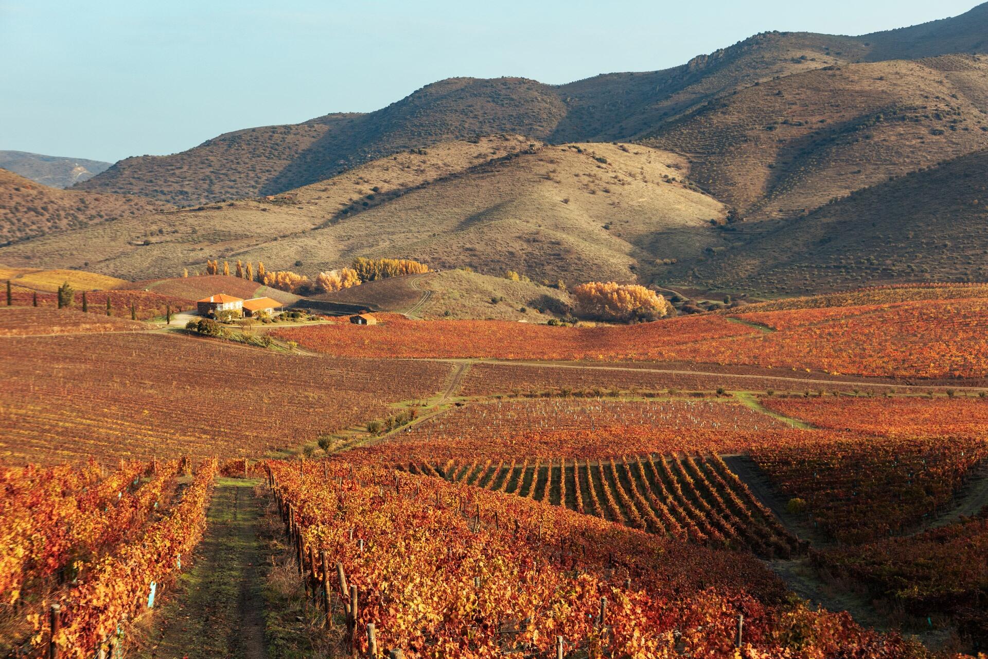 Quinta de Ervamoira – Visita & Prova Beginner