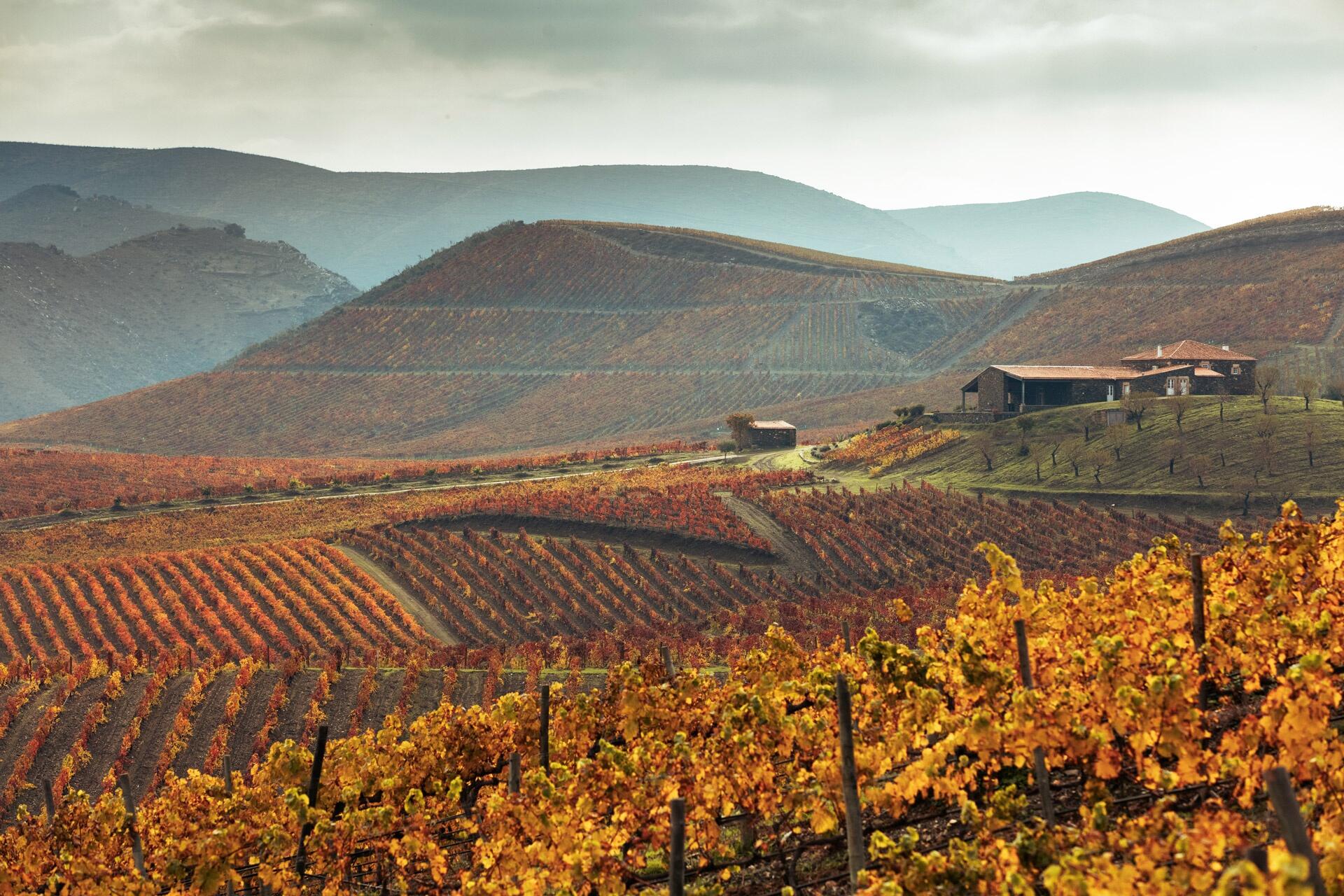 Quinta de Ervamoira – Visita & Prova Beginner