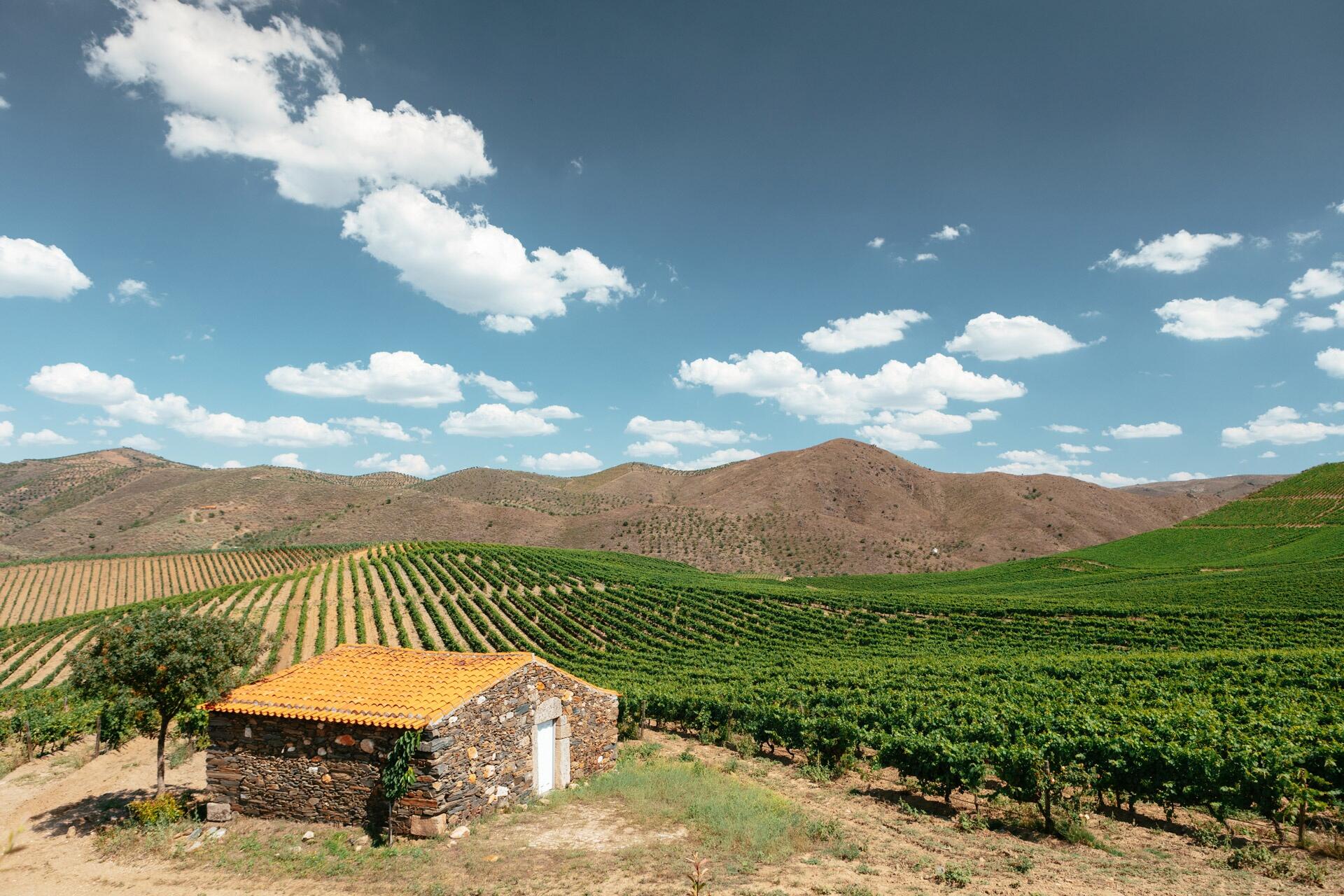 Quinta de Ervamoira – Visita & Prova Beginner