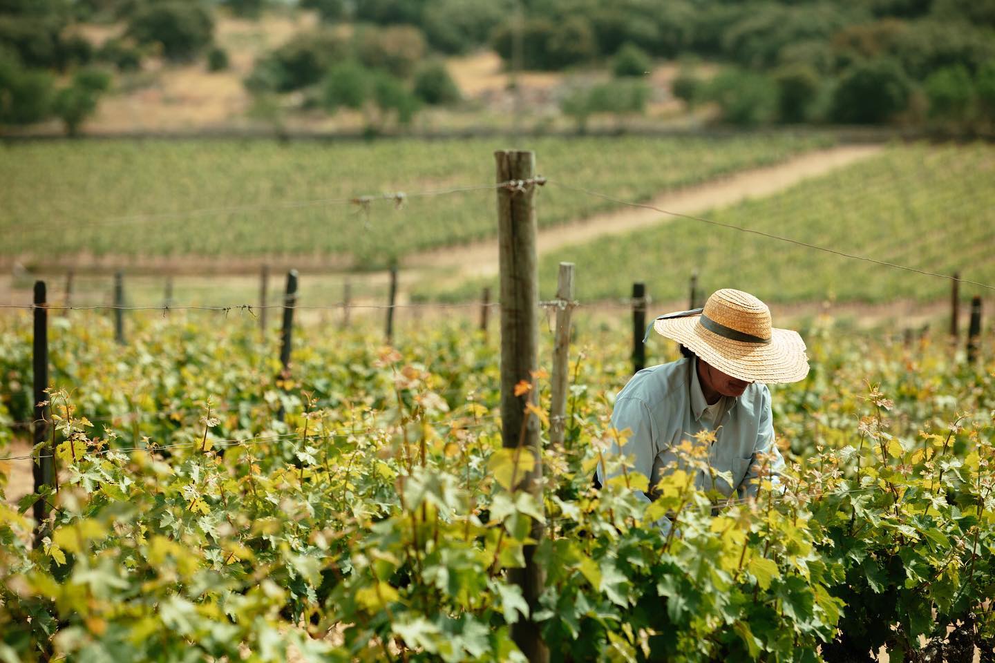 Quinta de Ervamoira – Visita & Prova Intermediate