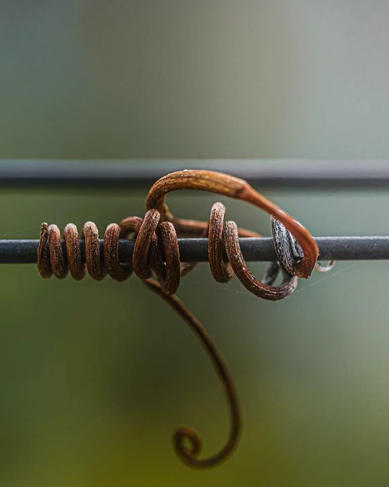 Quinta de Ervamoira – Visita & Prova Intermediate