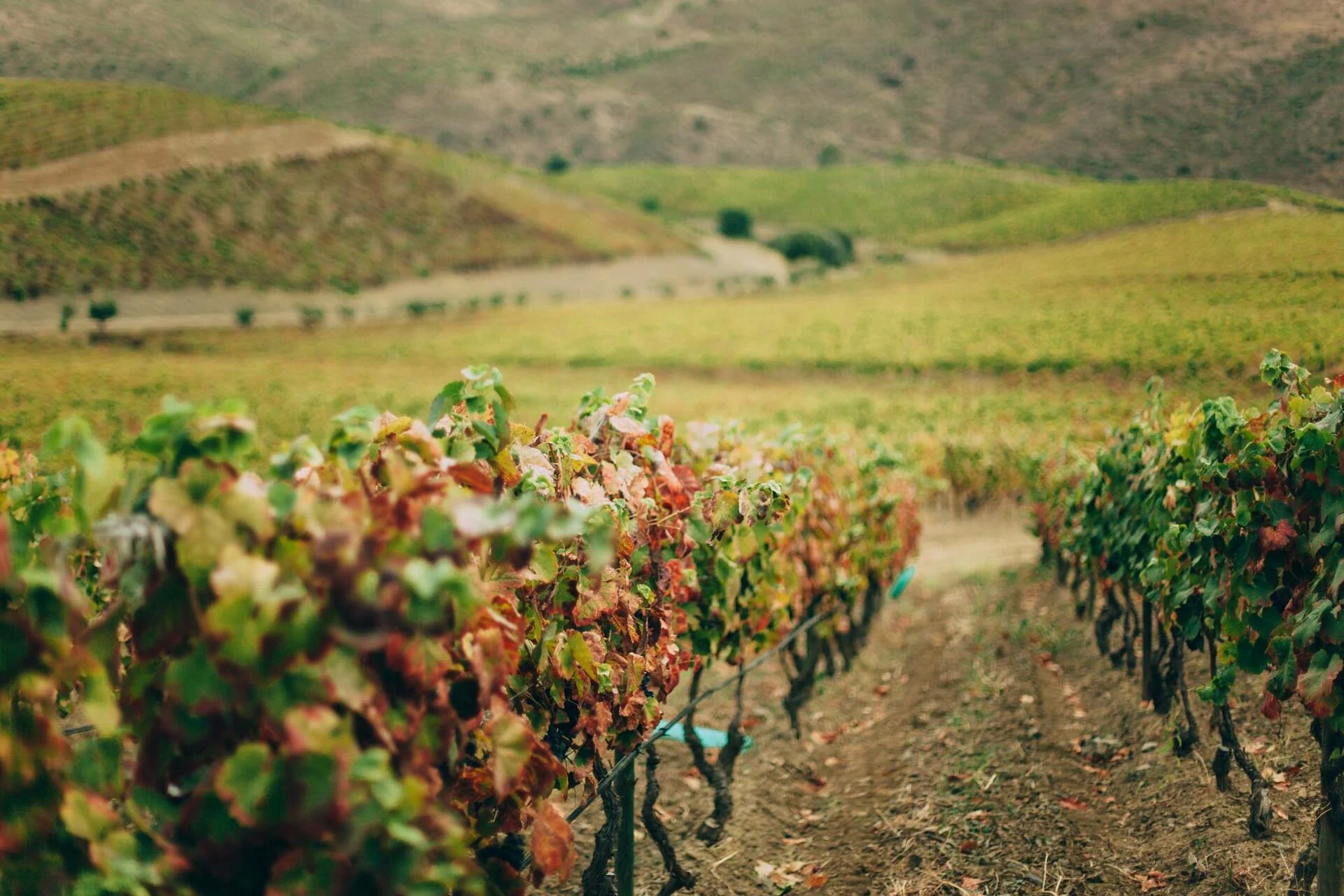 Quinta de Ervamoira – Visita & Prova Intermediate