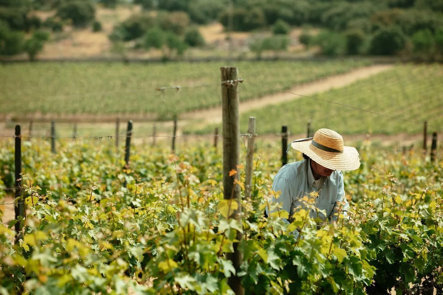 Quinta de Ervamoira – Visita & Prova Expert