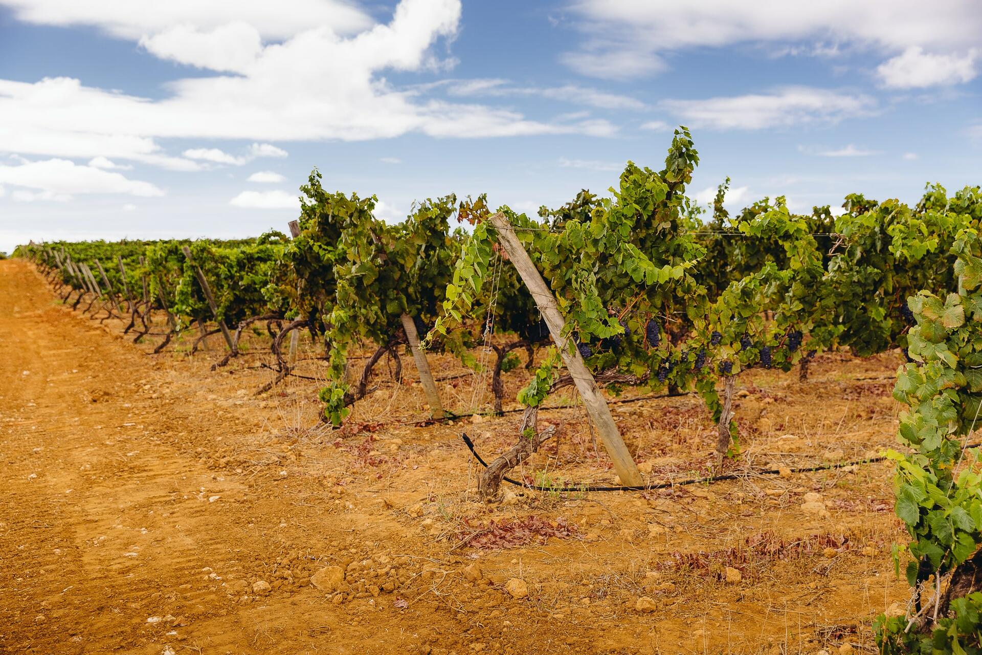 Villa Alvor – Visita & Prova com o Enólogo