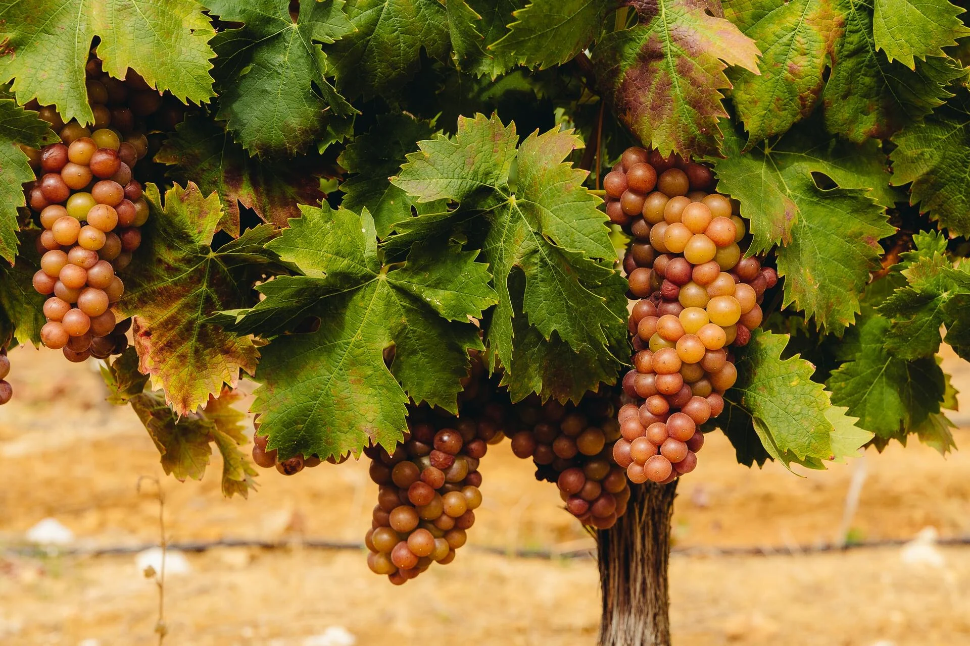 Villa Alvor – Visita & Prova com o Enólogo