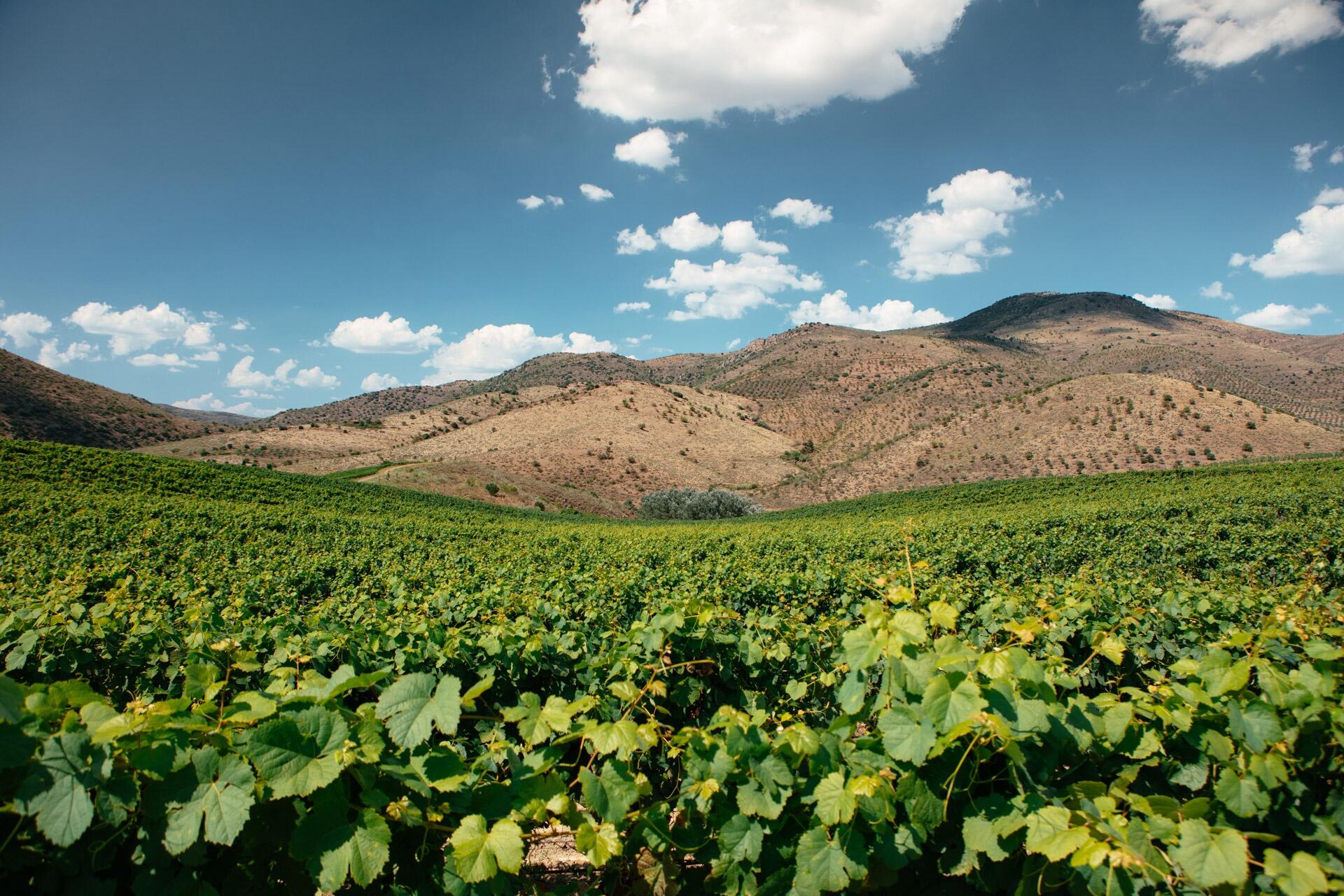 Quinta de Ervamoira – Visita & Prova Tawny World