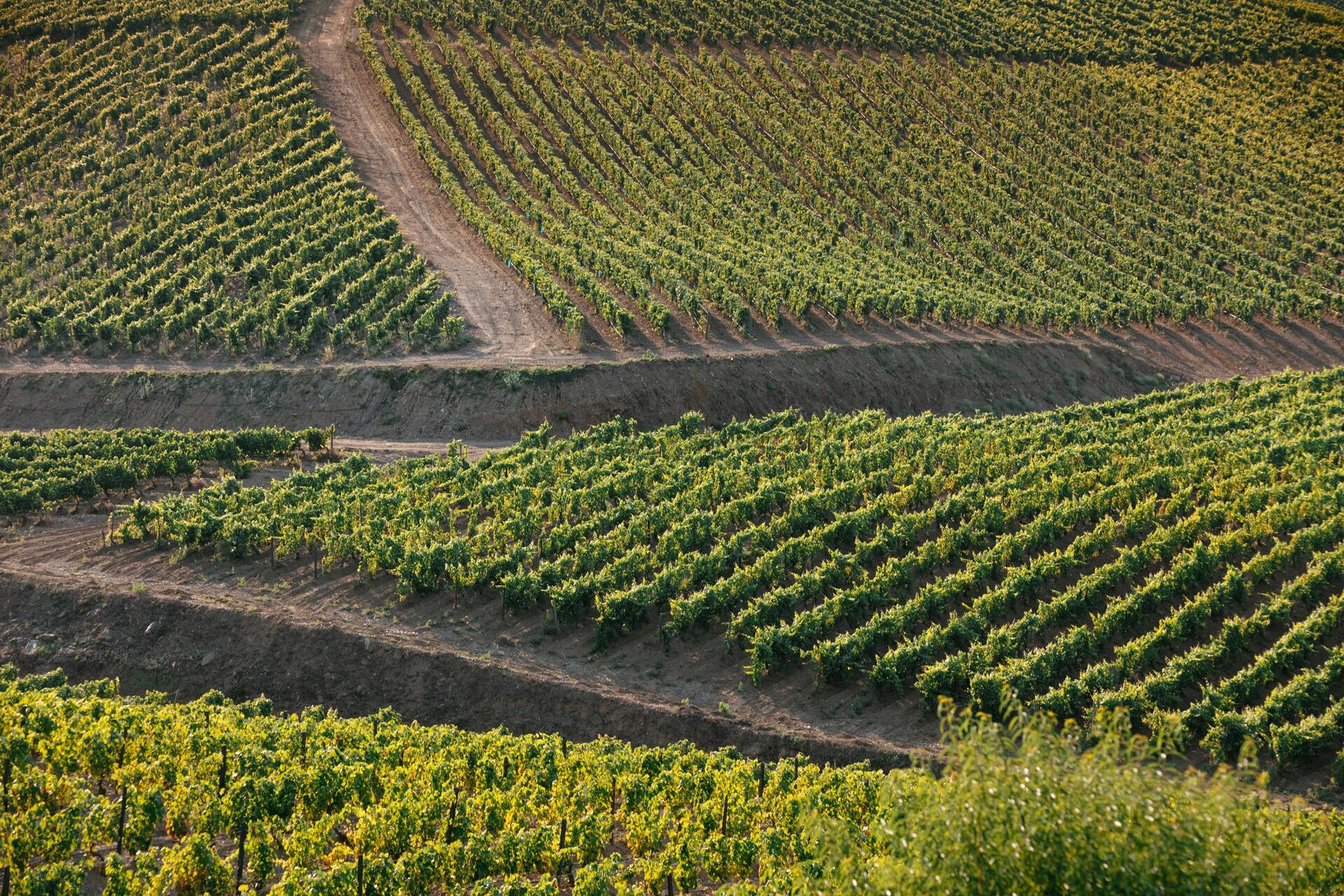 Quinta de Ervamoira – Visita & Prova Duas Quintas