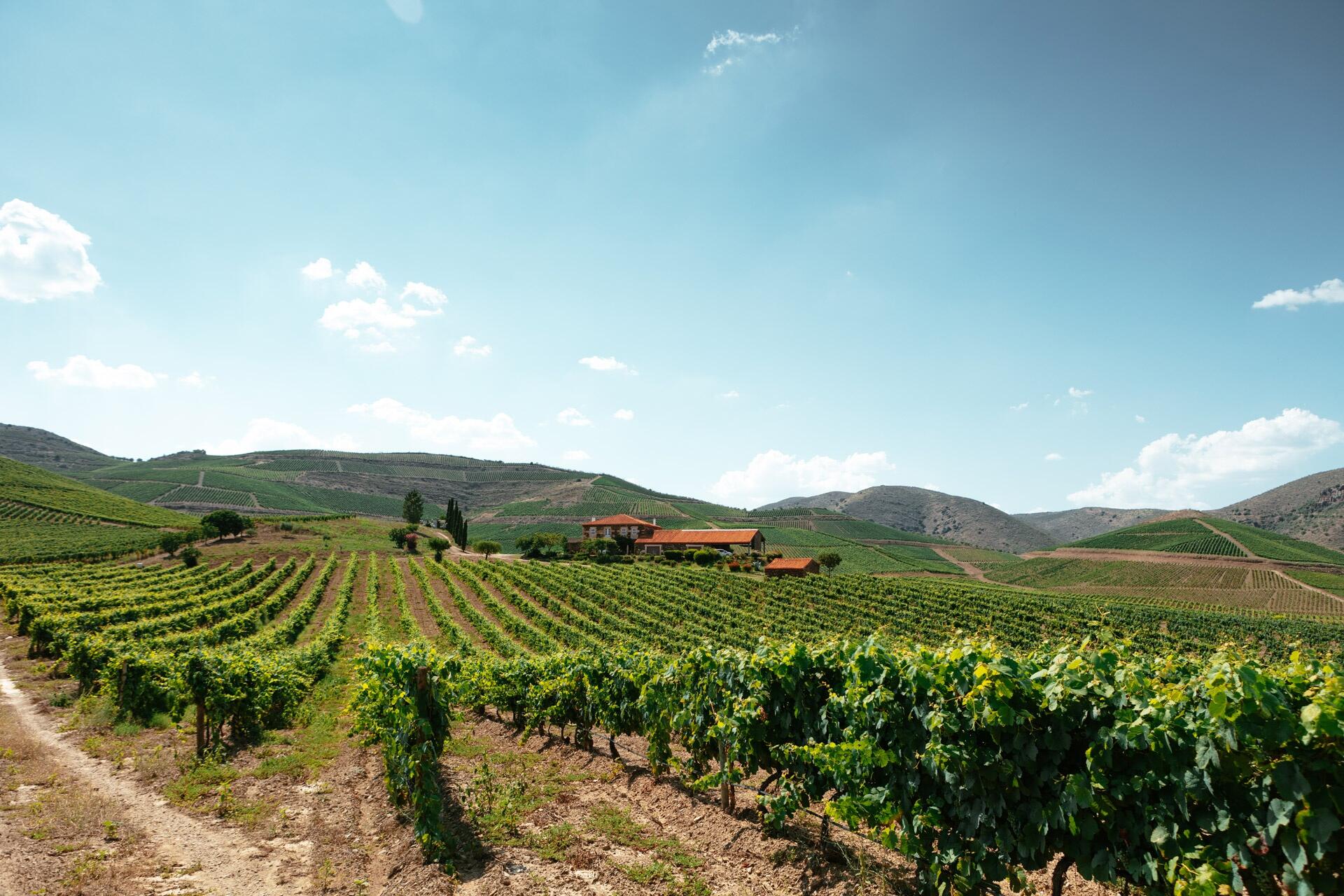 Quinta de Ervamoira – Visita & Prova Duas Quintas