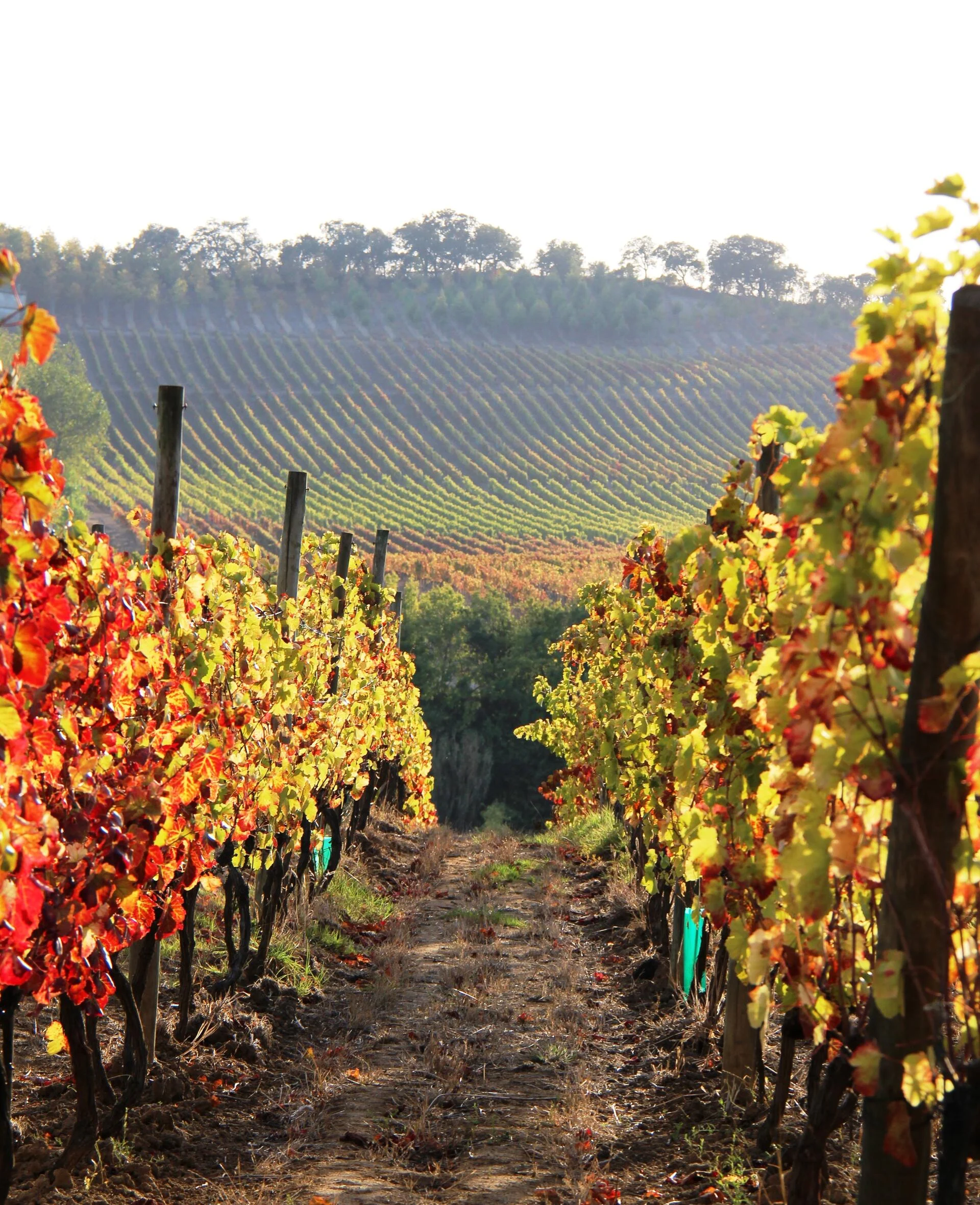 Quinta do Monte d’Oiro – Visita & Prova d’Oiro