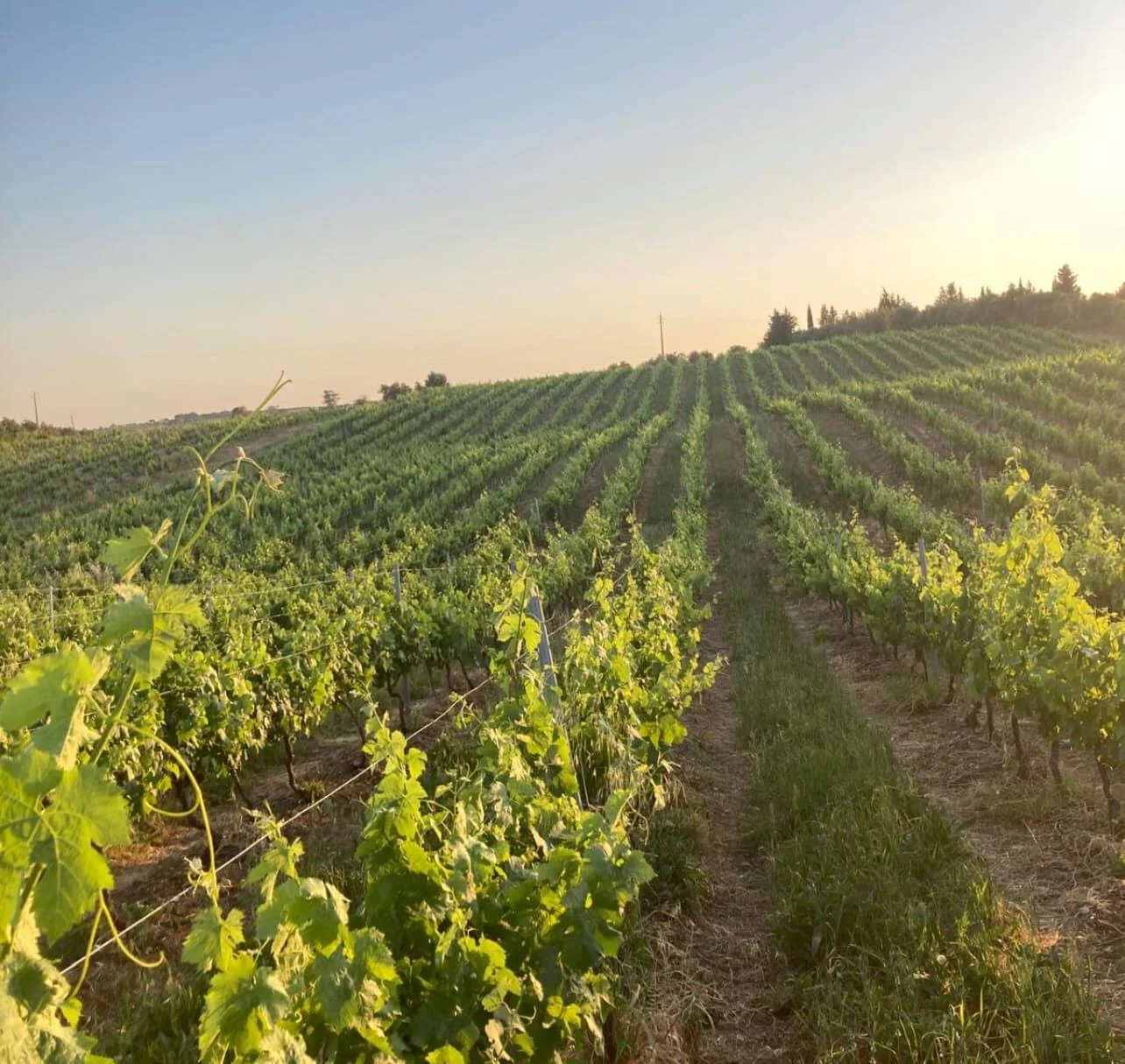 Quinta do Sampayo – Piquenique na Vinha