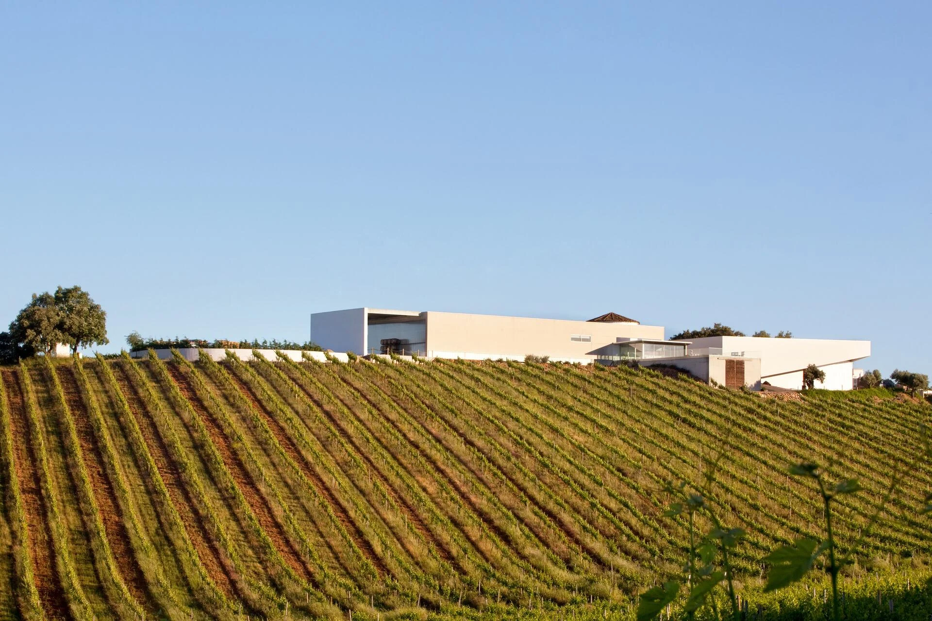 Adega Monte Branco – Visita & Prova