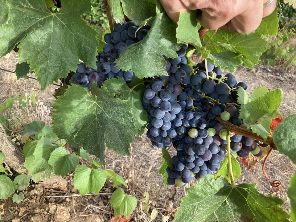 Quinta do Sampayo – Vindimar como um Vinhateiro