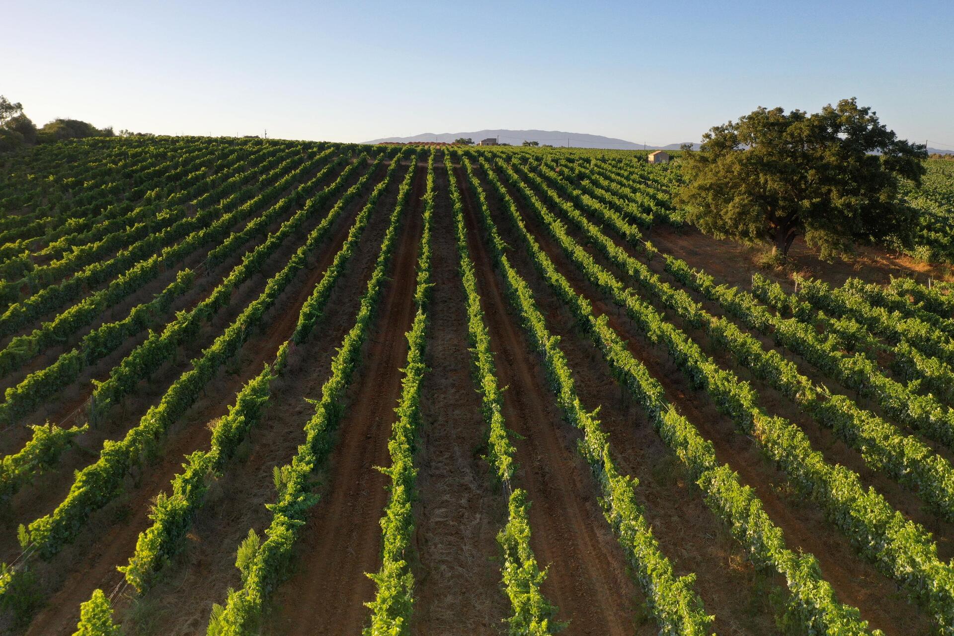 Villa Alvor – Prova “Alvor Singular”