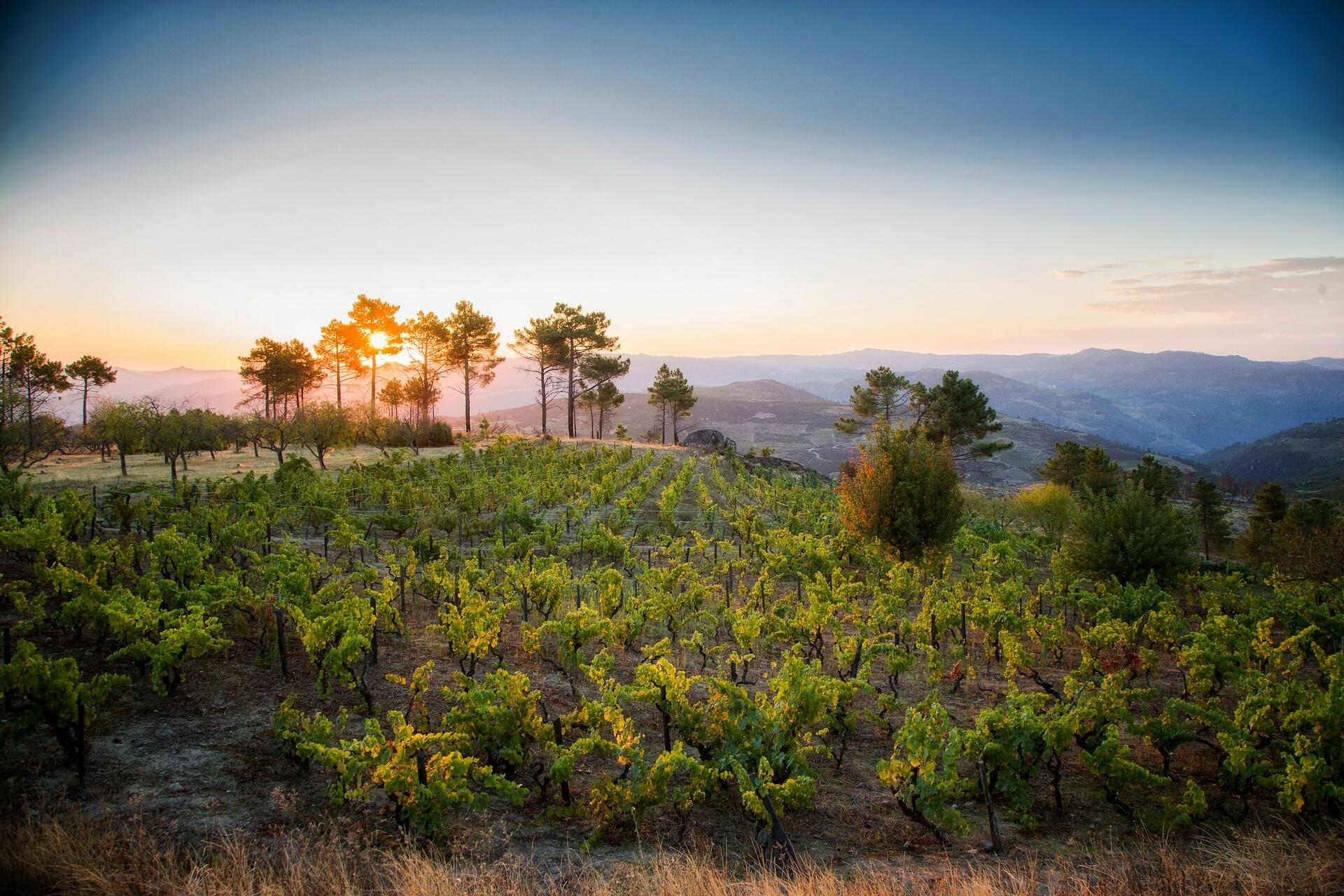 Adega Maçanita – Have You Really Met Douro?