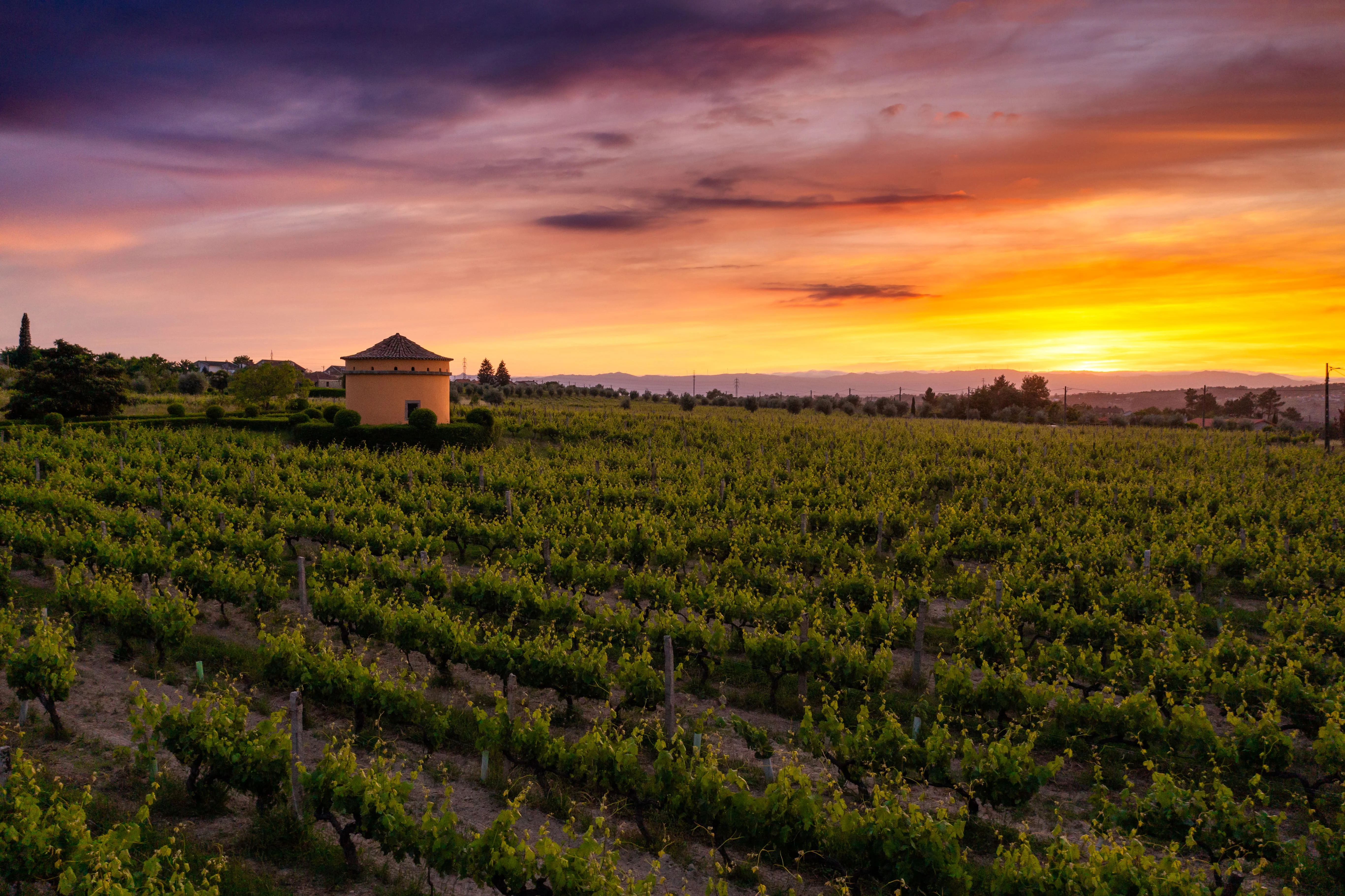 19|90 Wine Center Santar – Santar Tradition