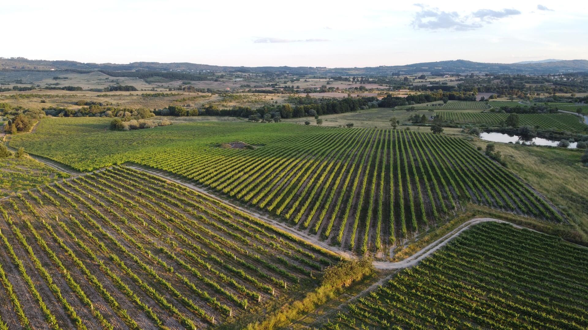 Quinta dos Termos – Visita & Prova