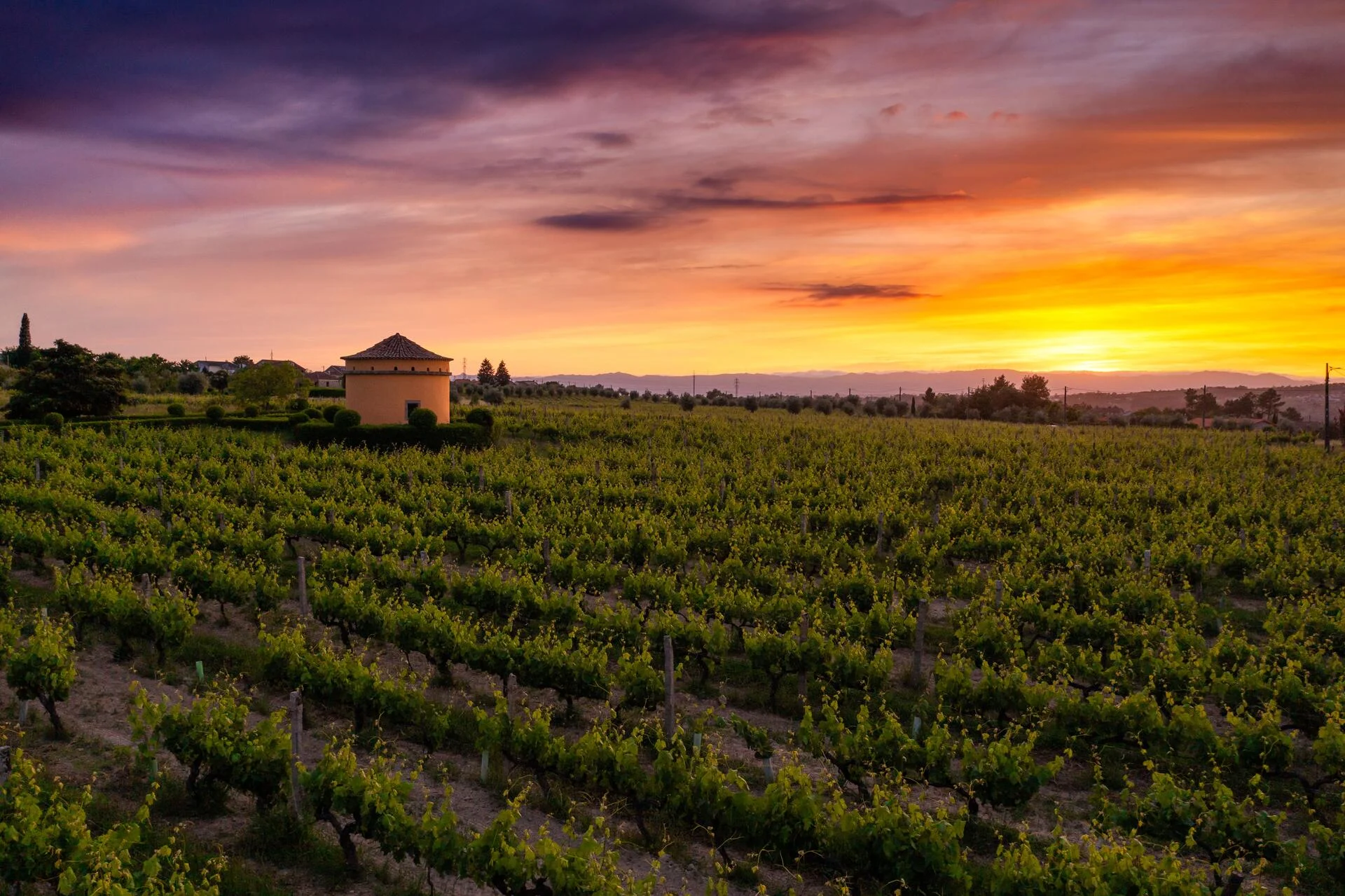 19|90 Wine Center Santar – 3 Terroirs Lovers