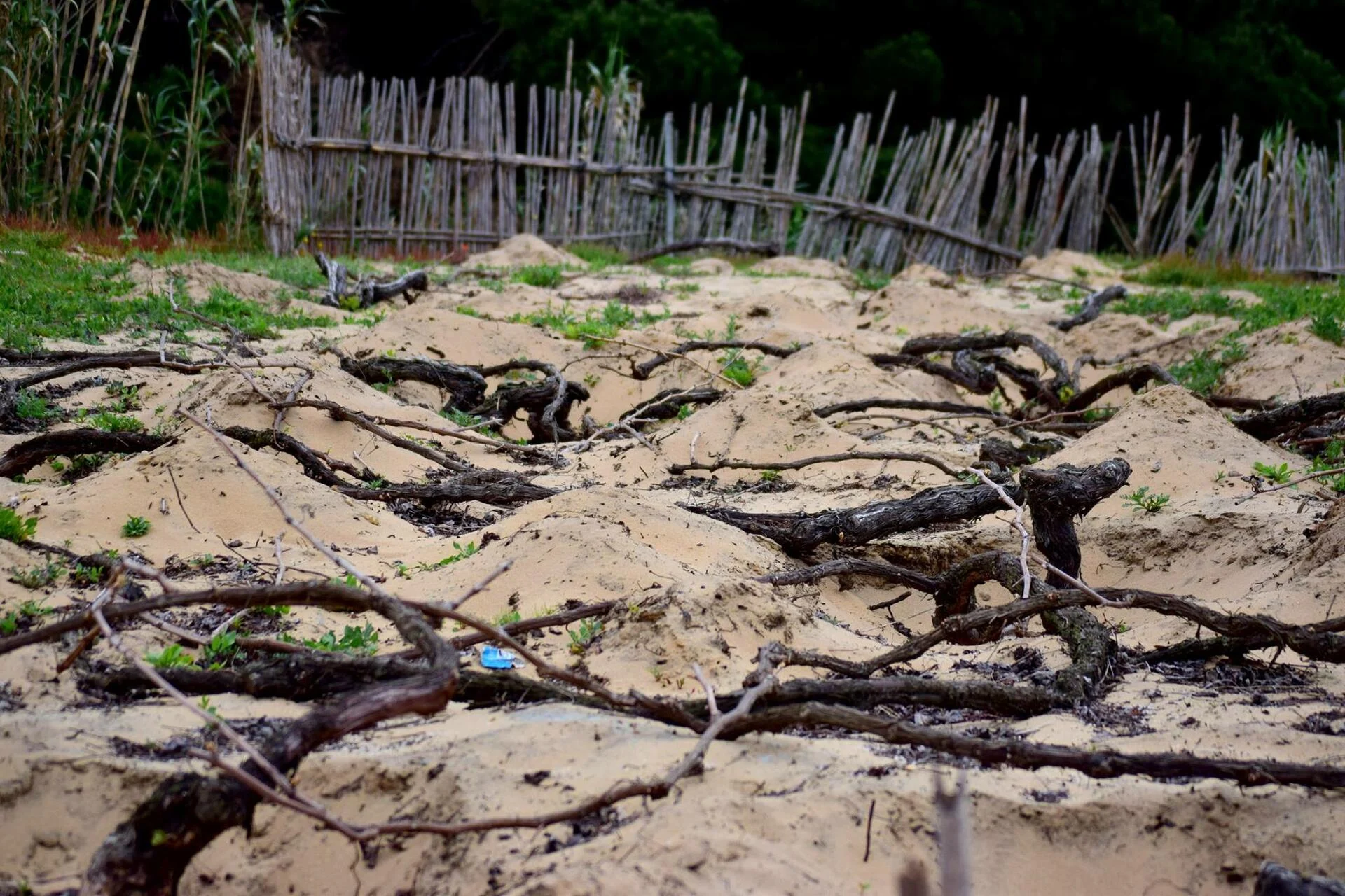 Adega de Colares – Visita & Prova Delux