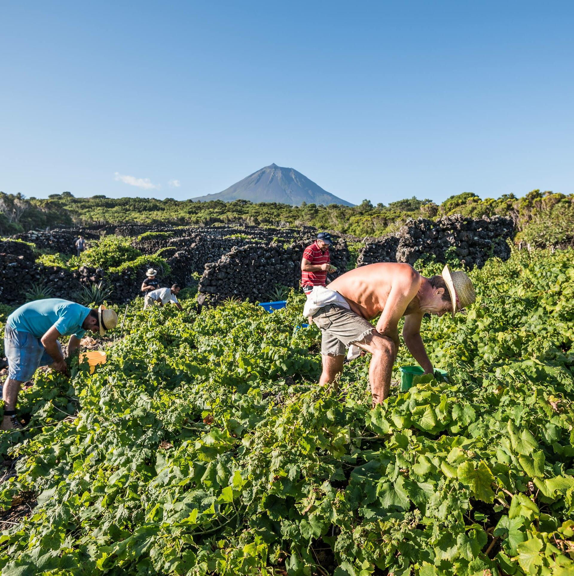 Azores Wine Company – Loucos por Brancos